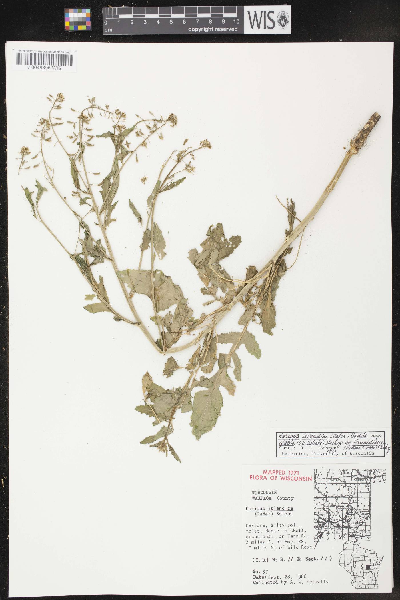 Rorippa palustris image