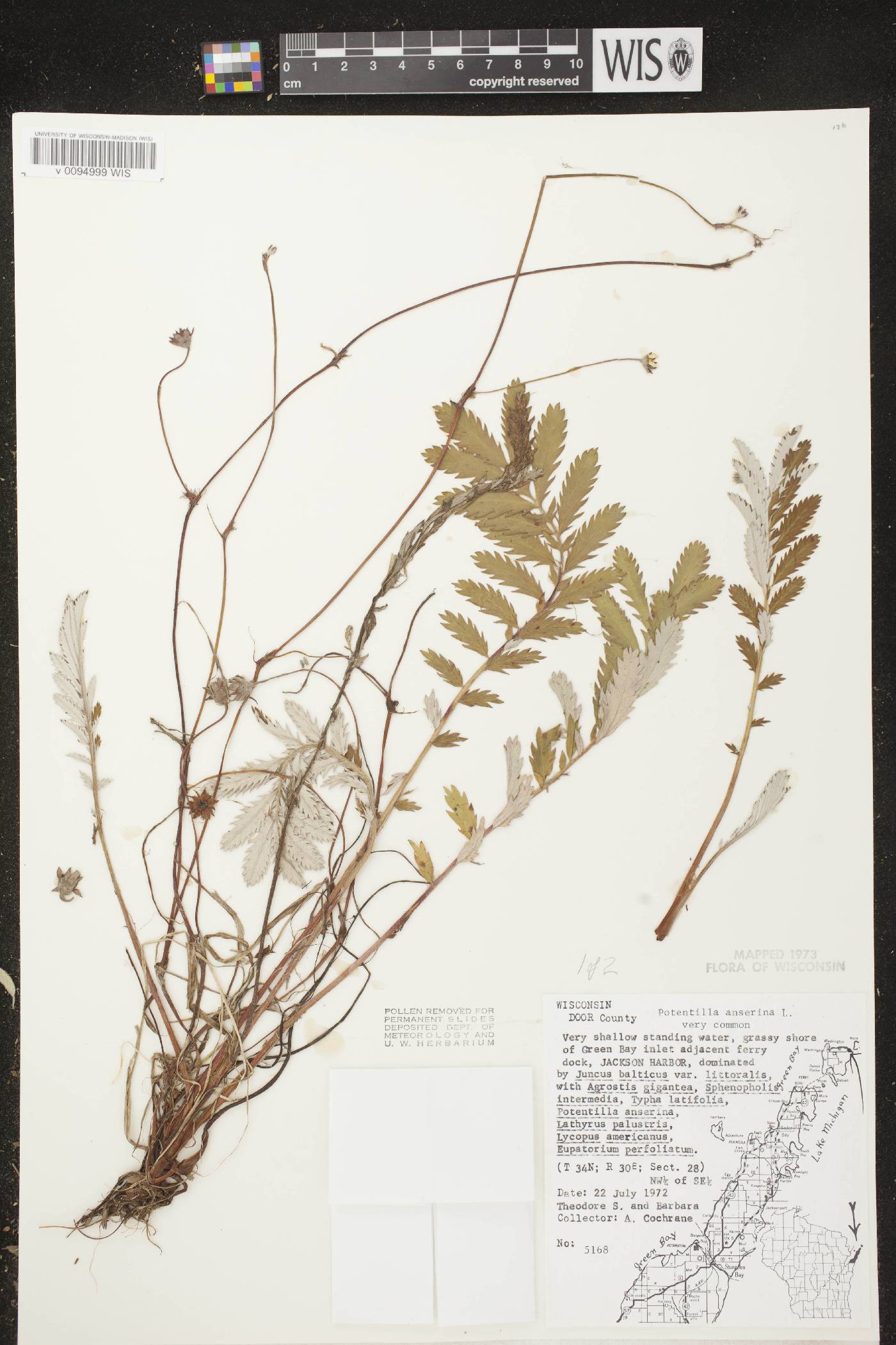 Potentilla anserina subsp. anserina image