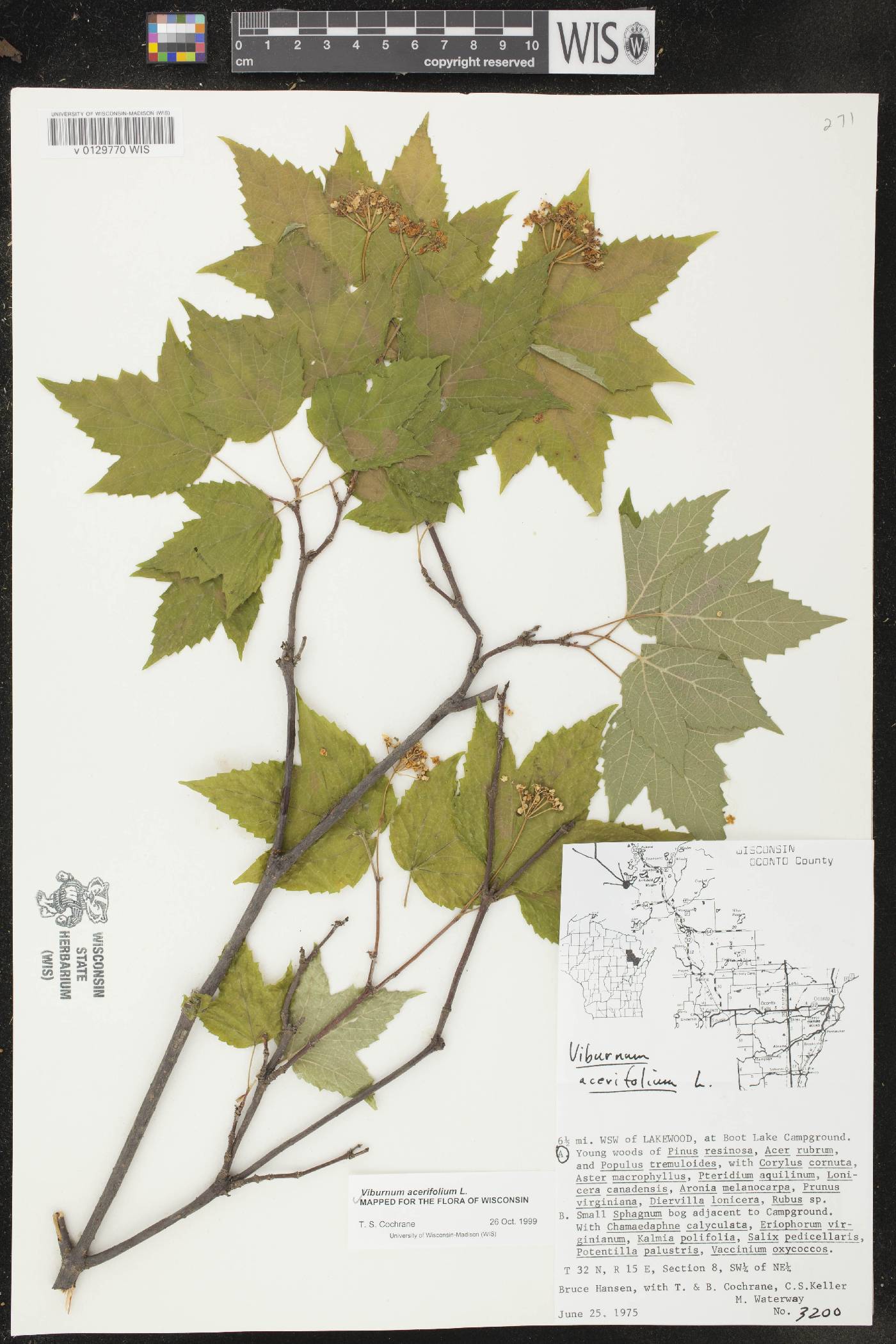 Viburnum acerifolium image