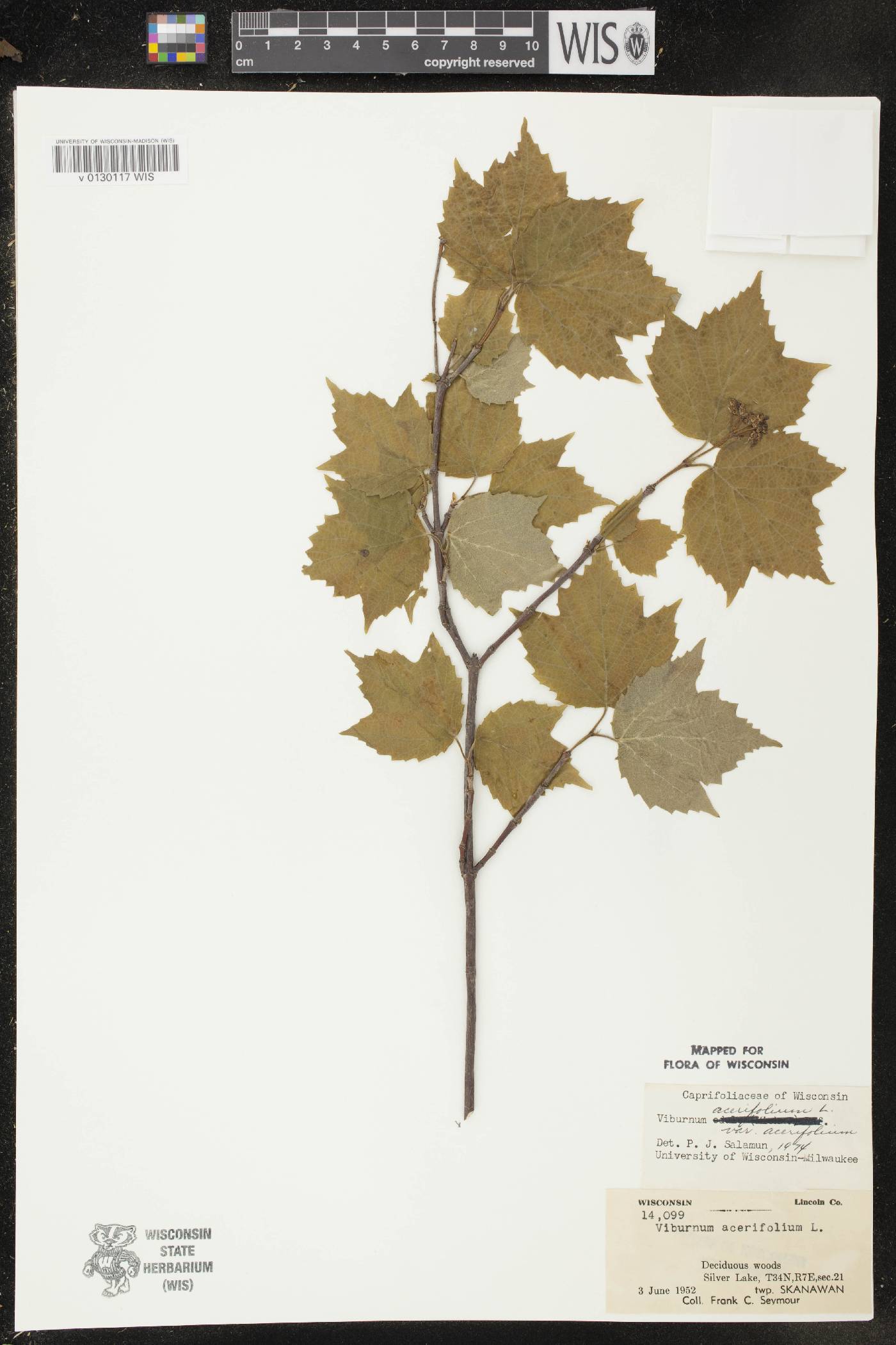 Viburnum acerifolium image