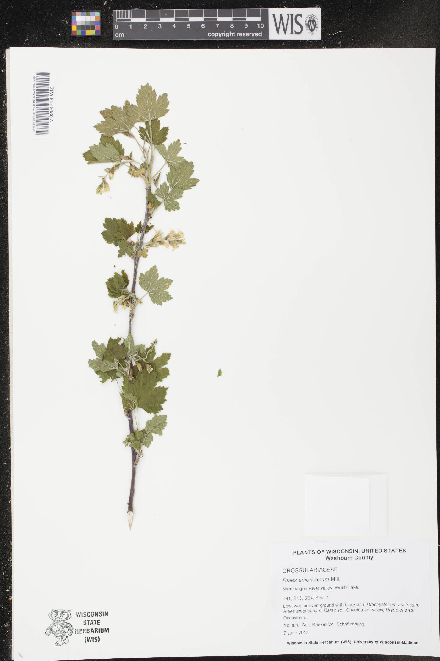 Ribes americanum image