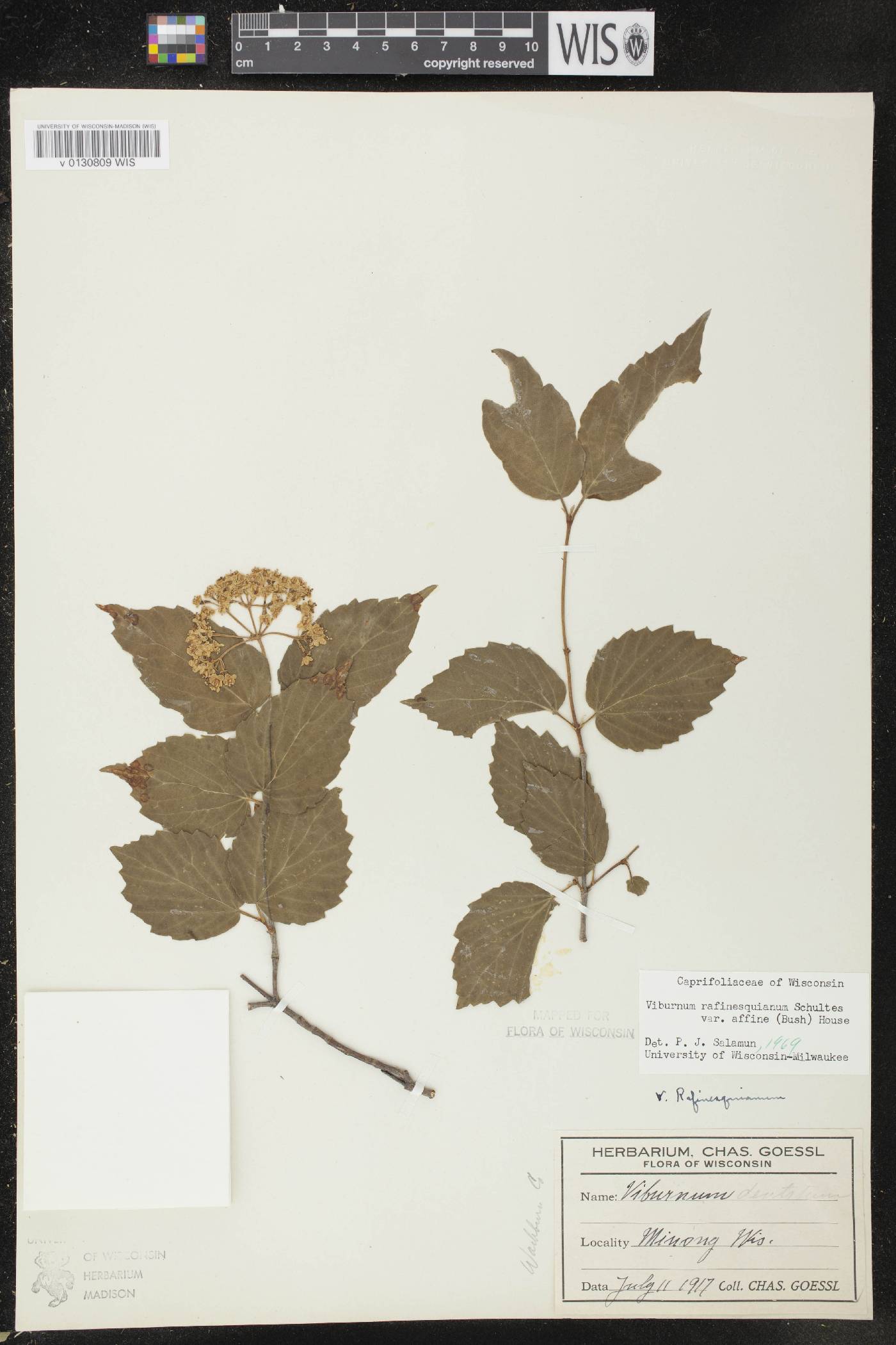 Viburnum rafinesquianum var. affine image