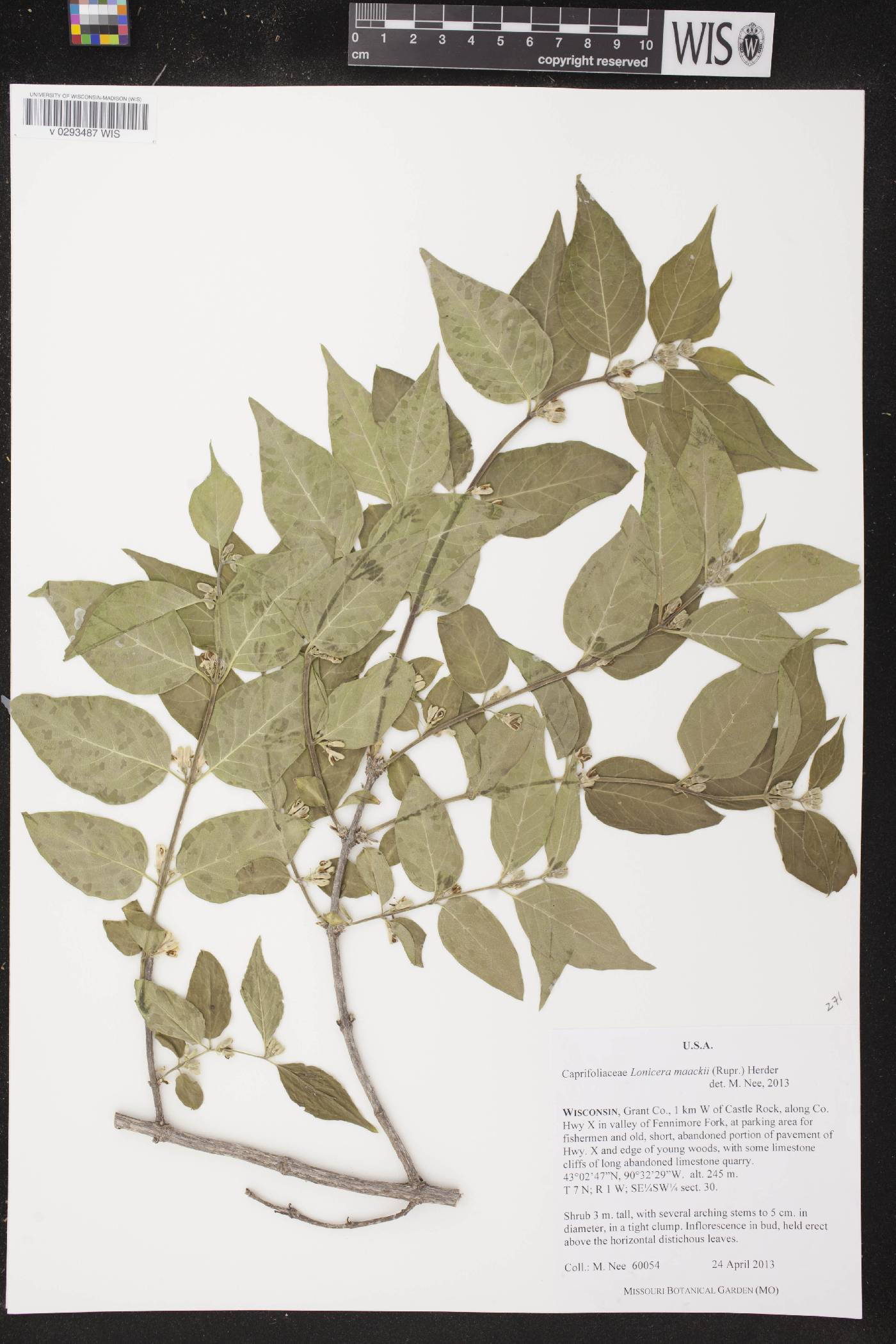 Lonicera maackii image
