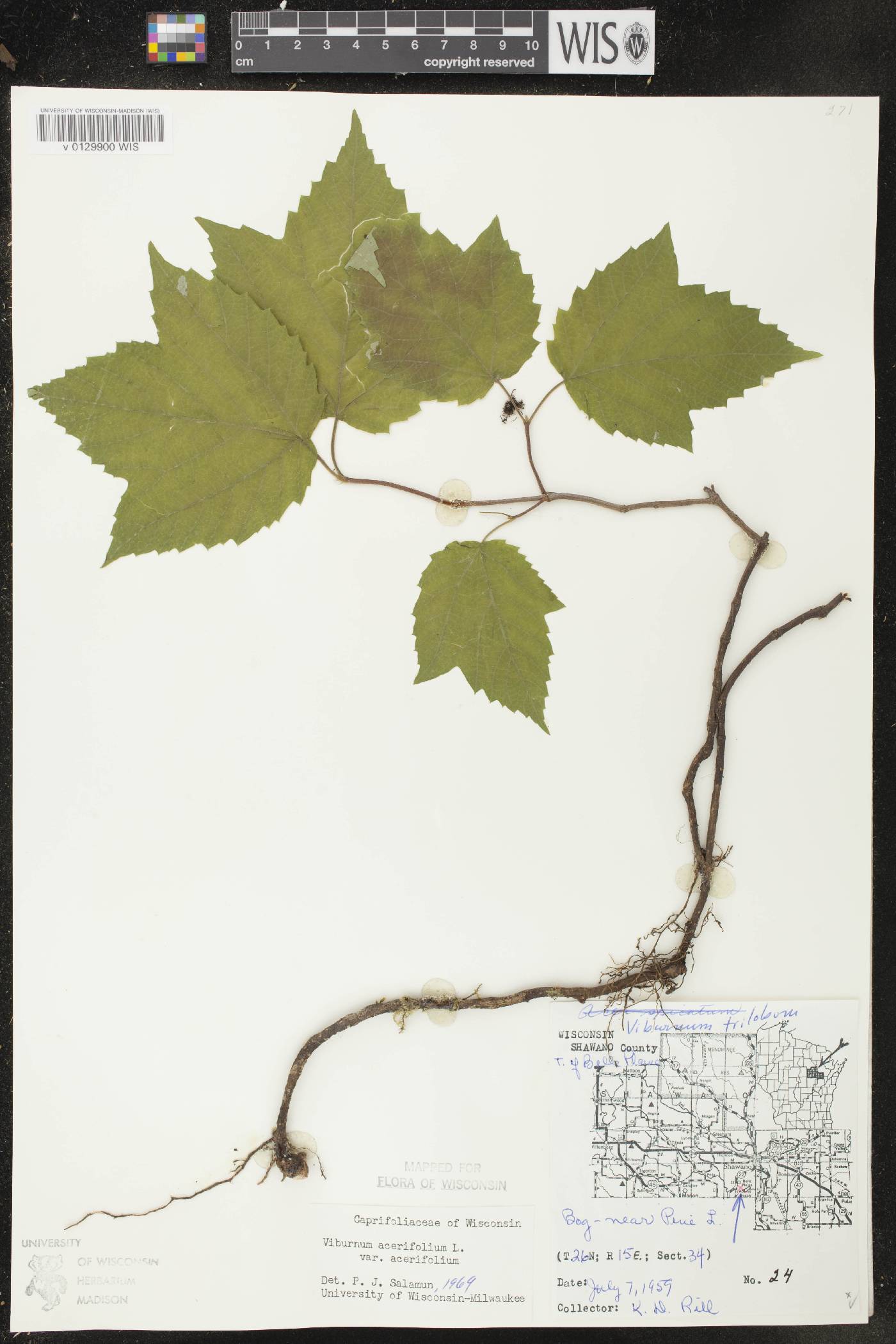 Viburnum acerifolium image