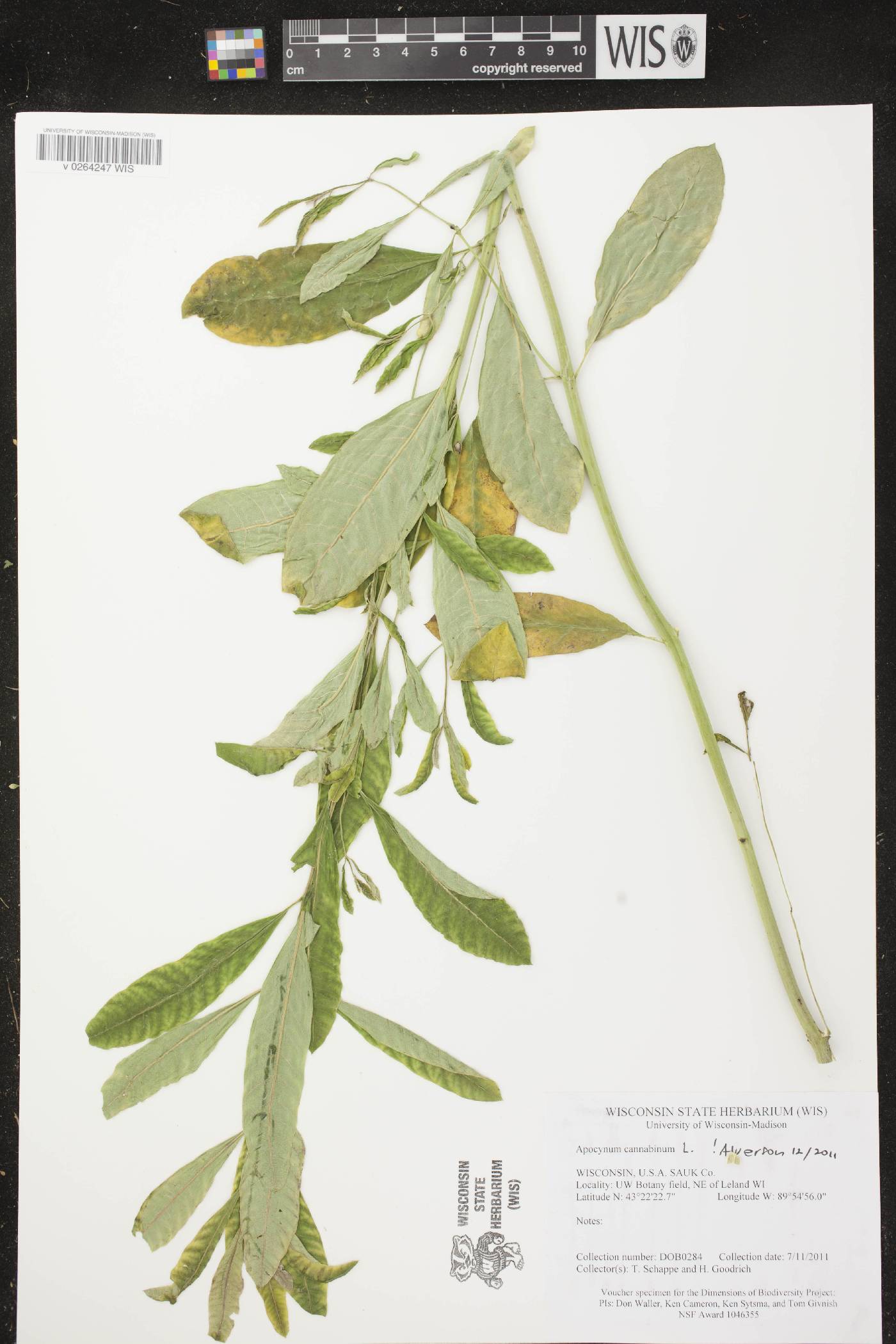 Apocynum cannabinum image