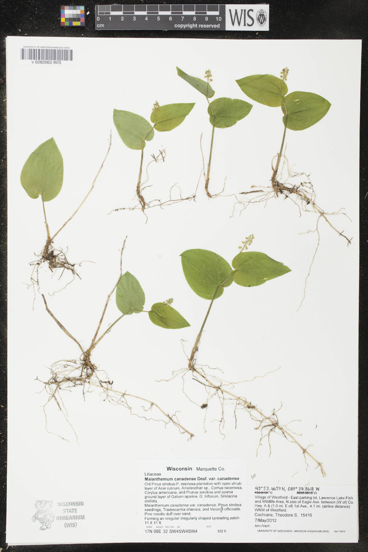 Maianthemum canadense image