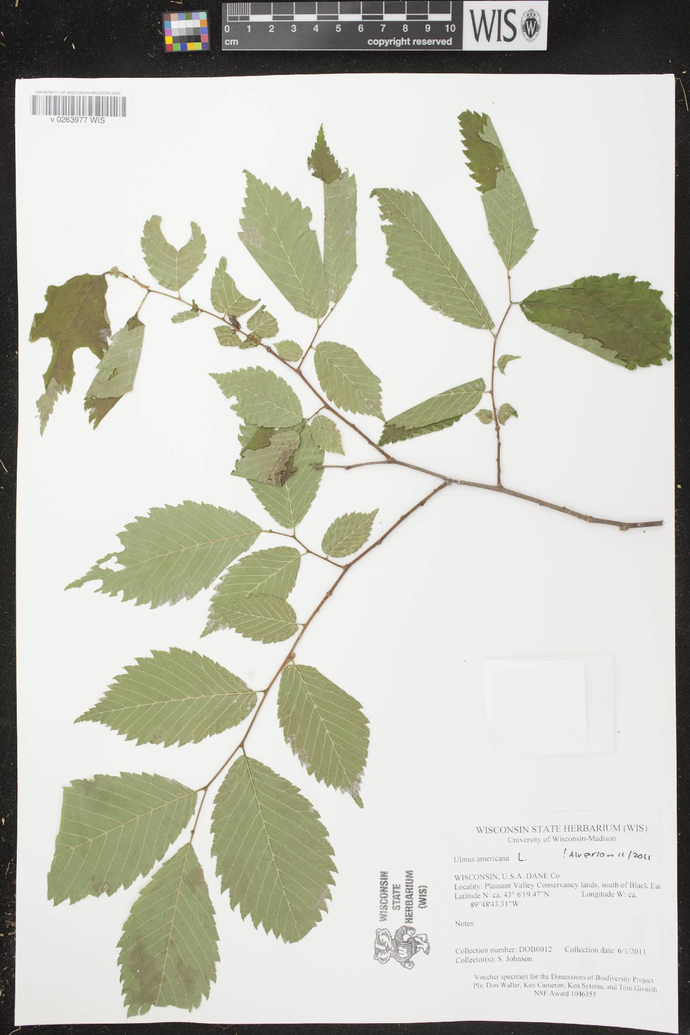 Ulmus americana image