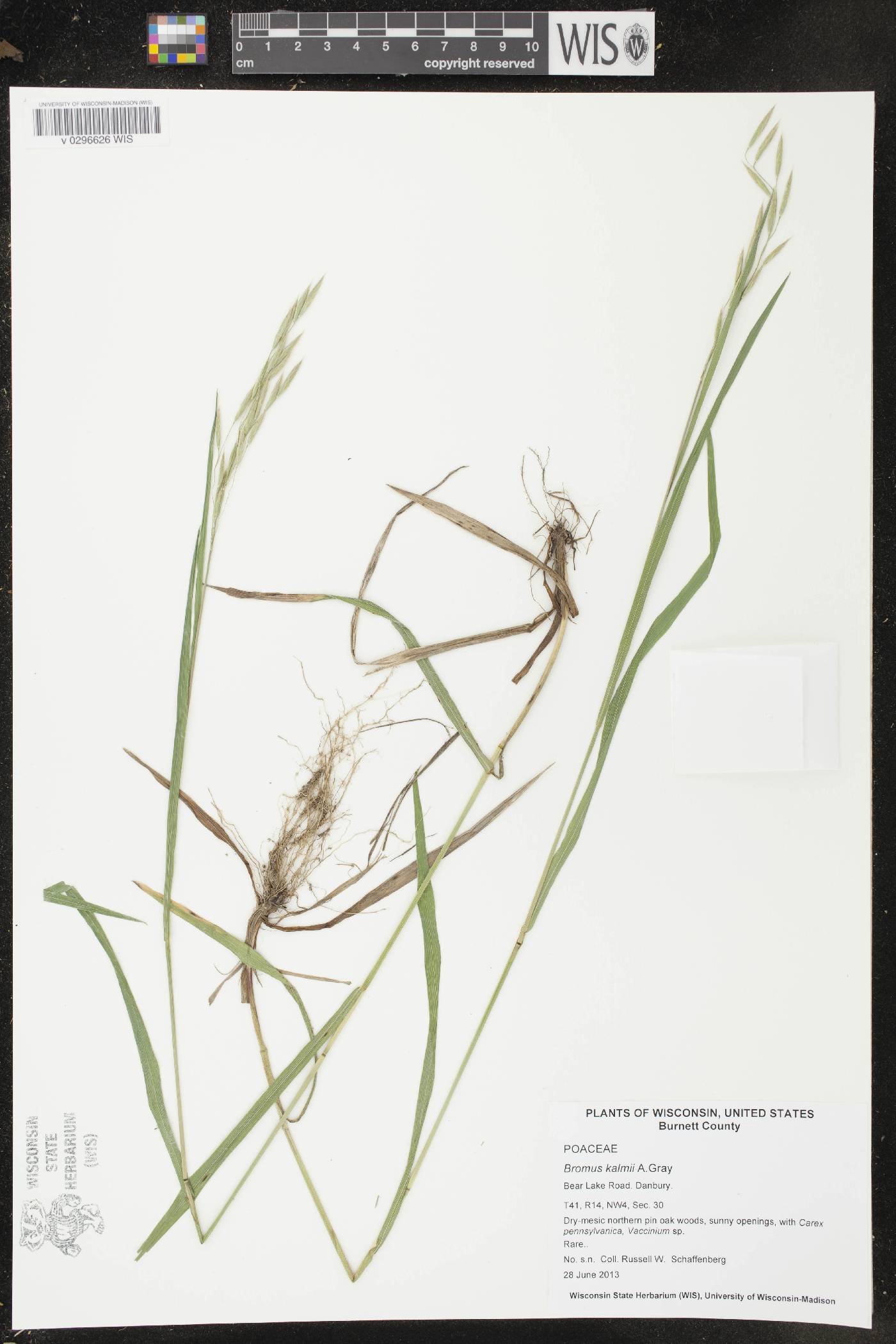 Bromus kalmii image