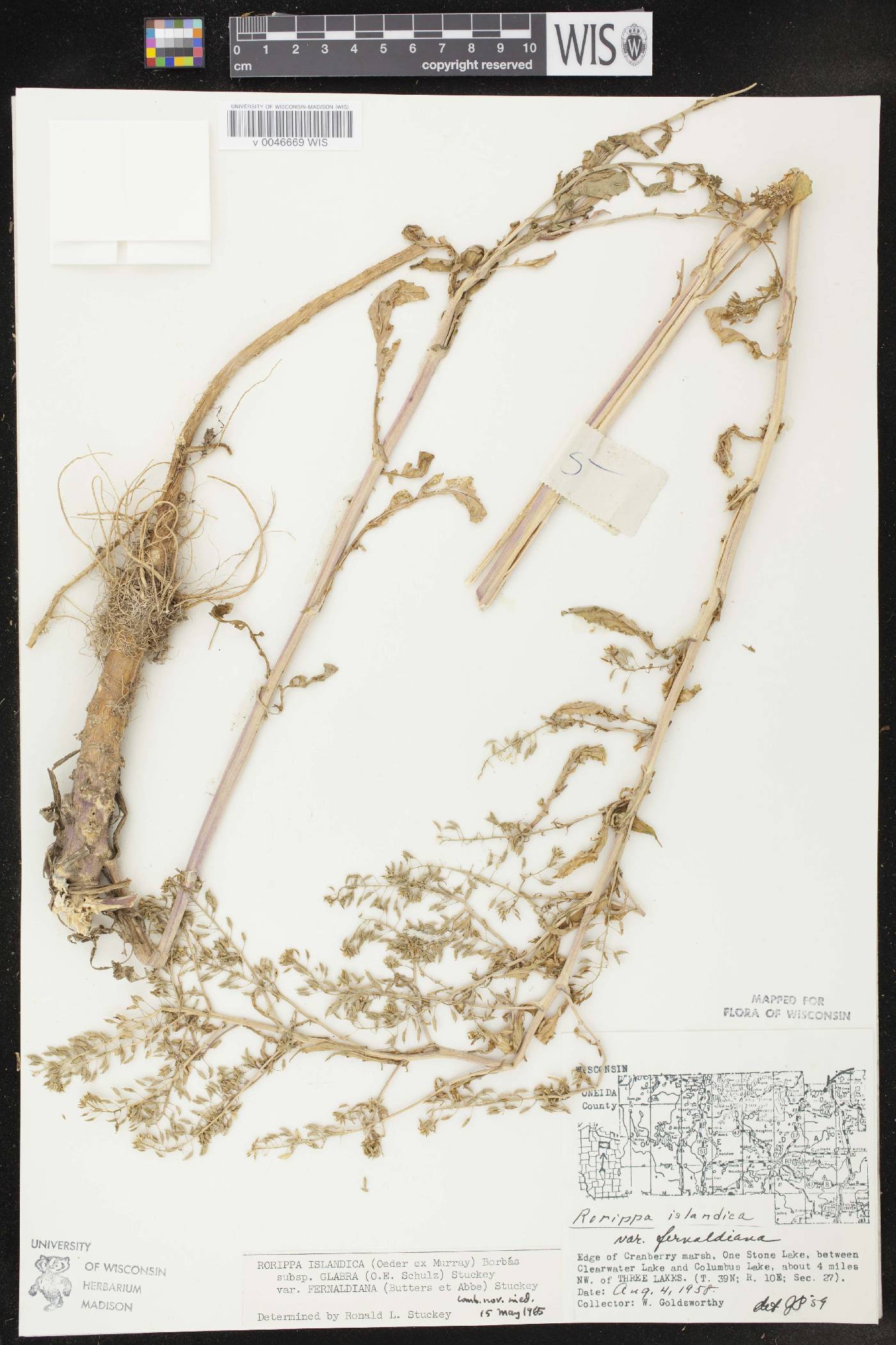 Rorippa palustris subsp. palustris image