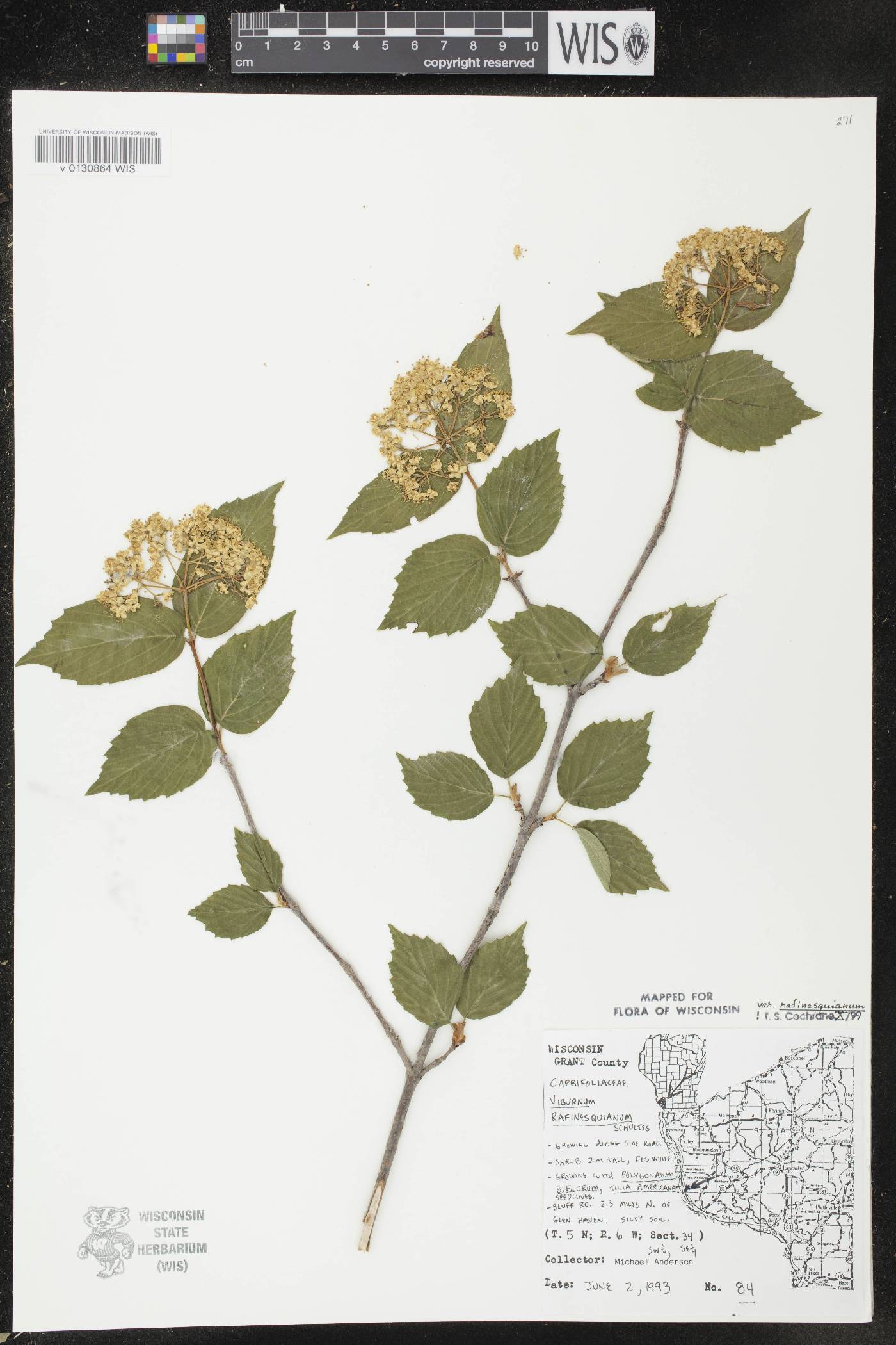 Viburnum rafinesquianum var. rafinesquianum image