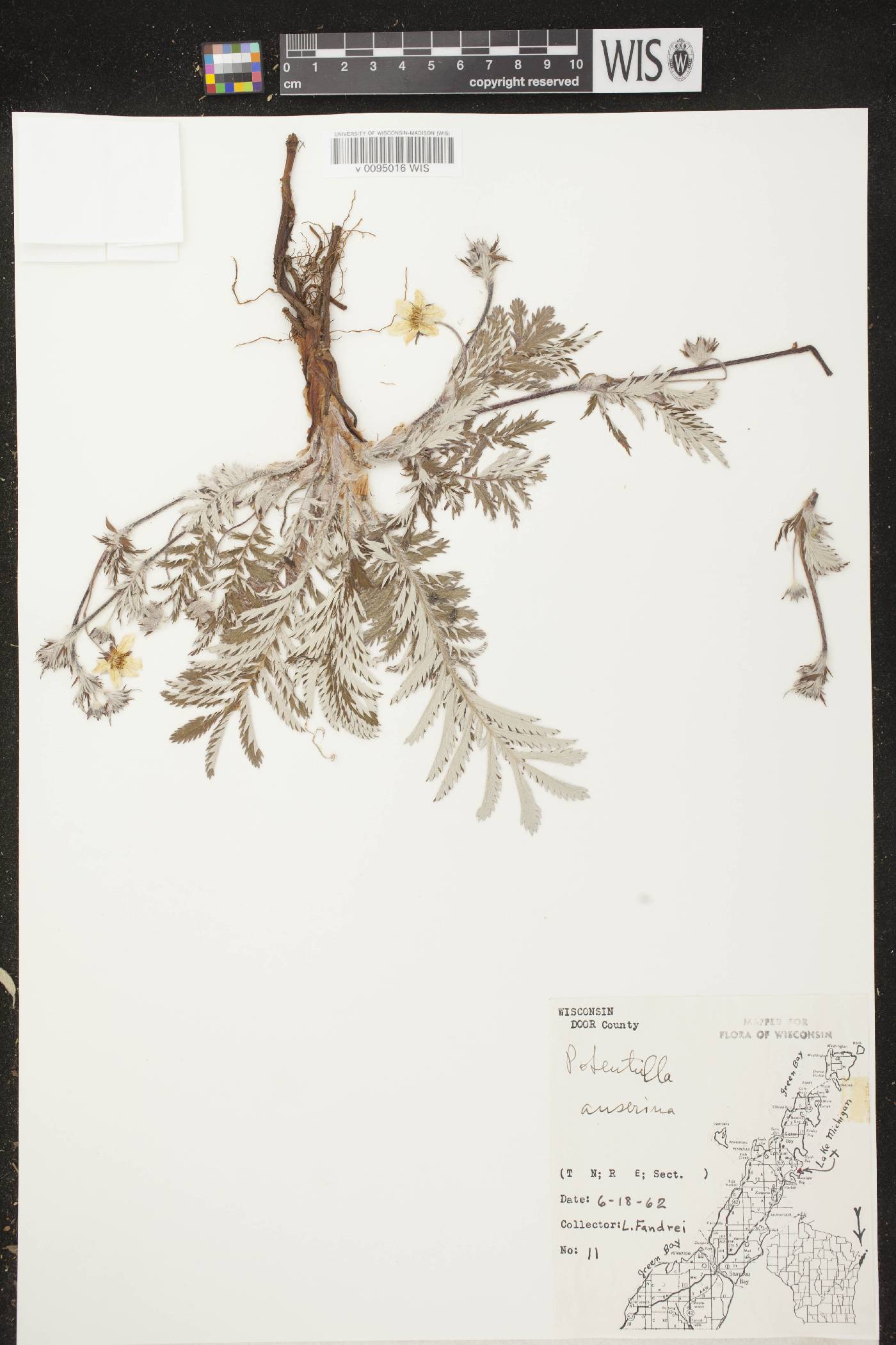 Potentilla anserina subsp. anserina image