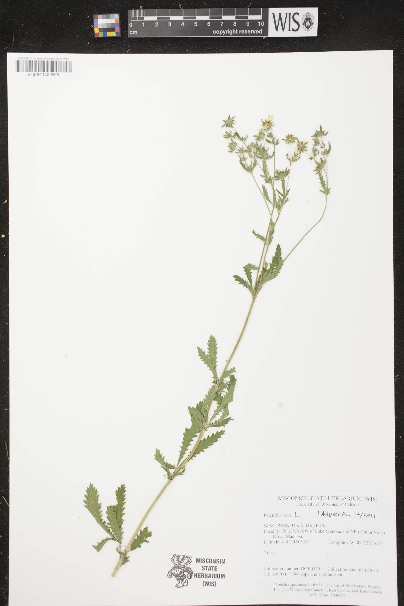 Potentilla recta image