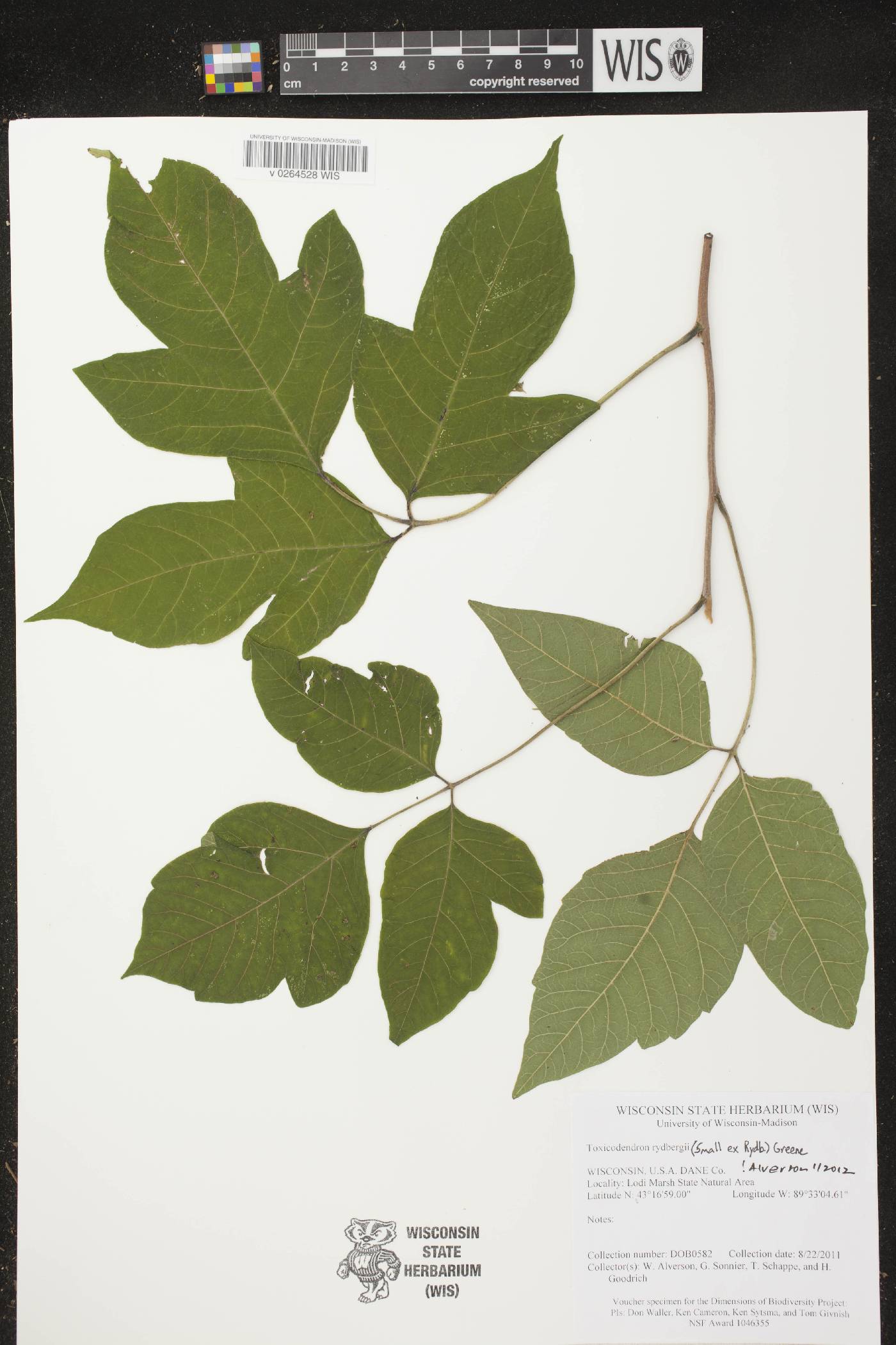 Toxicodendron rydbergii image