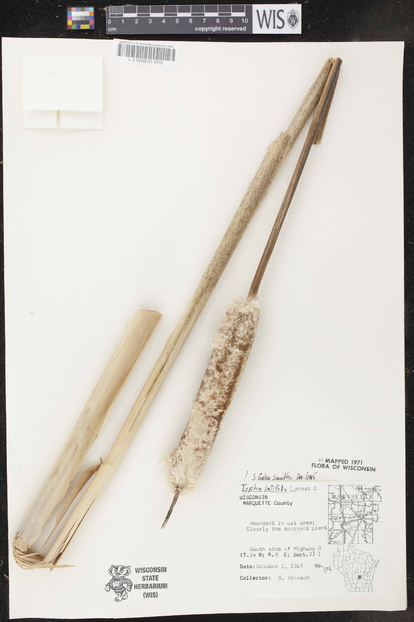 Typha latifolia image