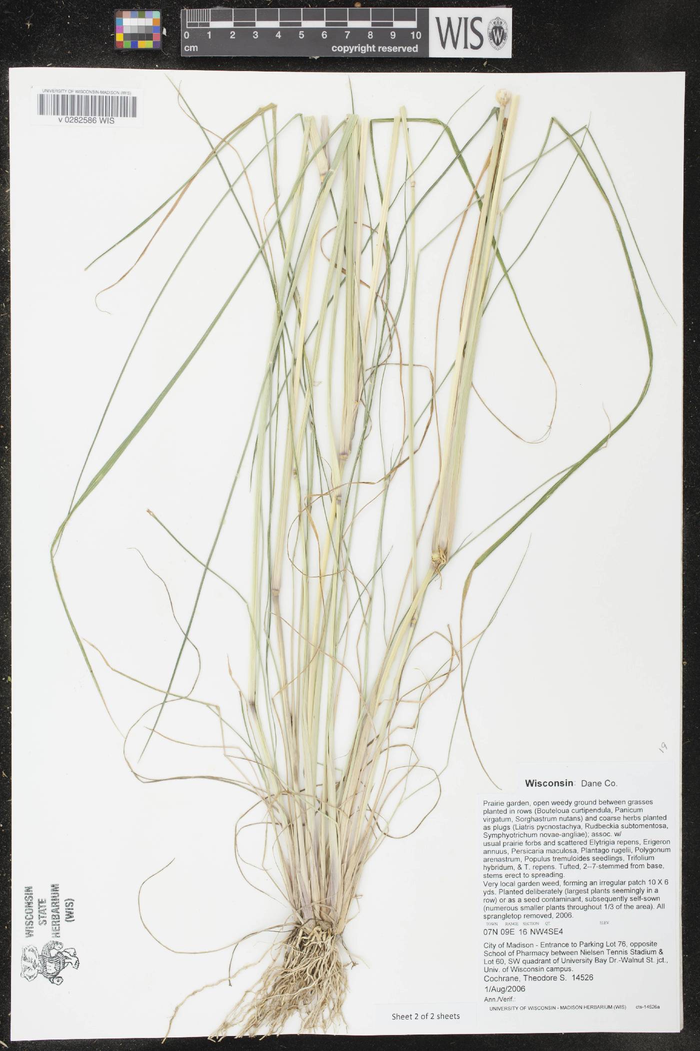 Diplachne fusca subsp. uninervia image