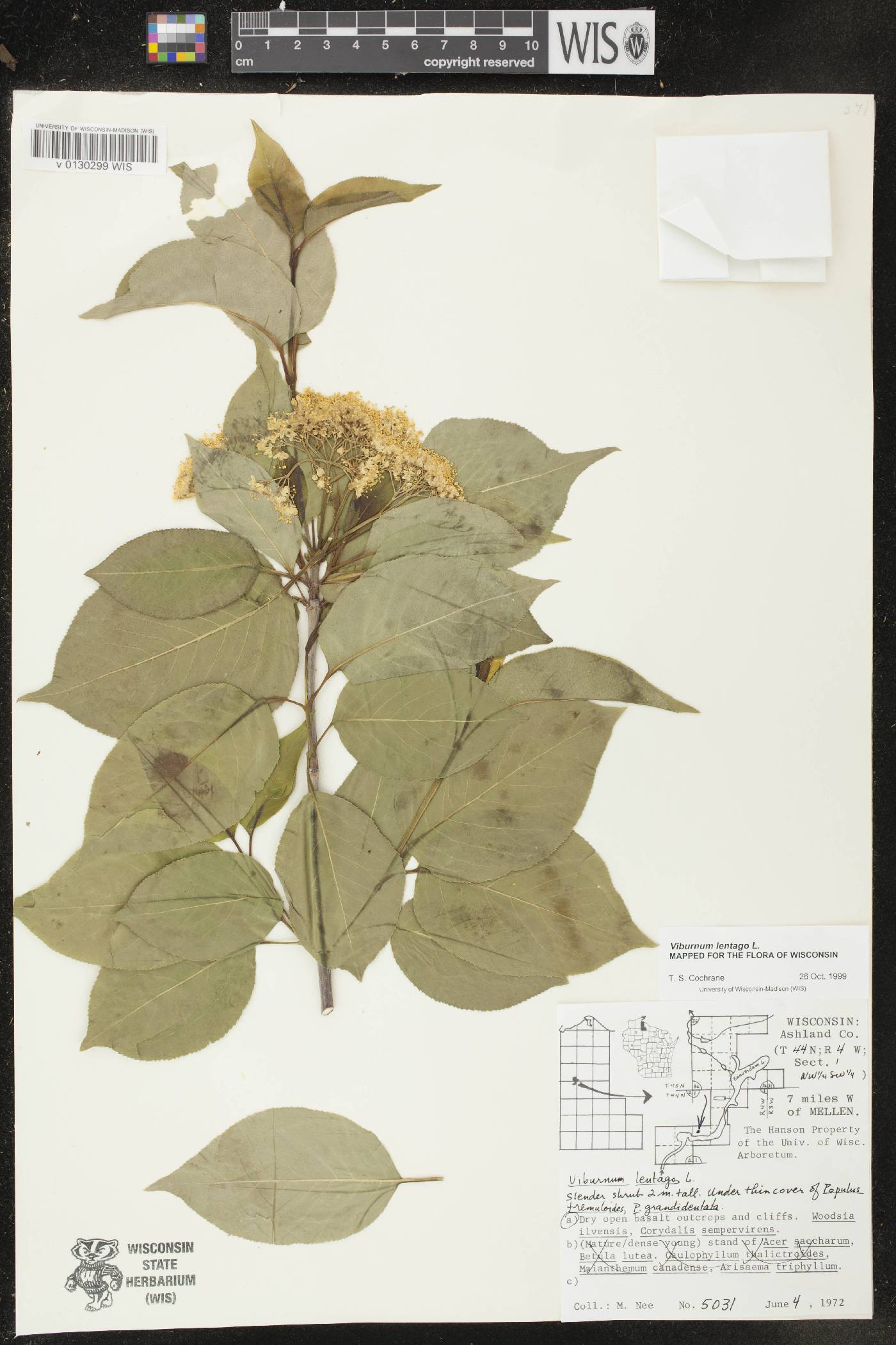 Viburnum lentago image