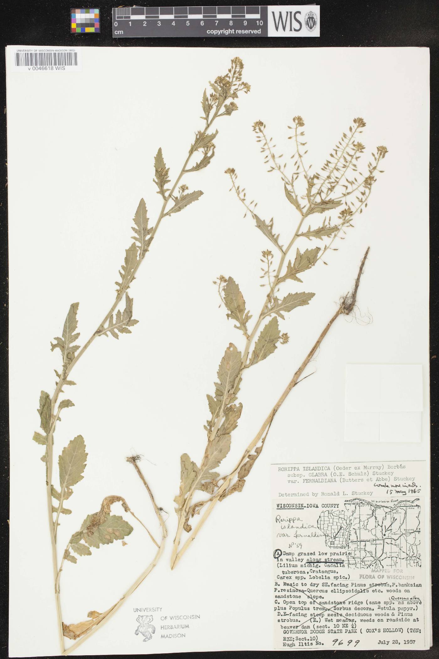 Rorippa palustris subsp. palustris image