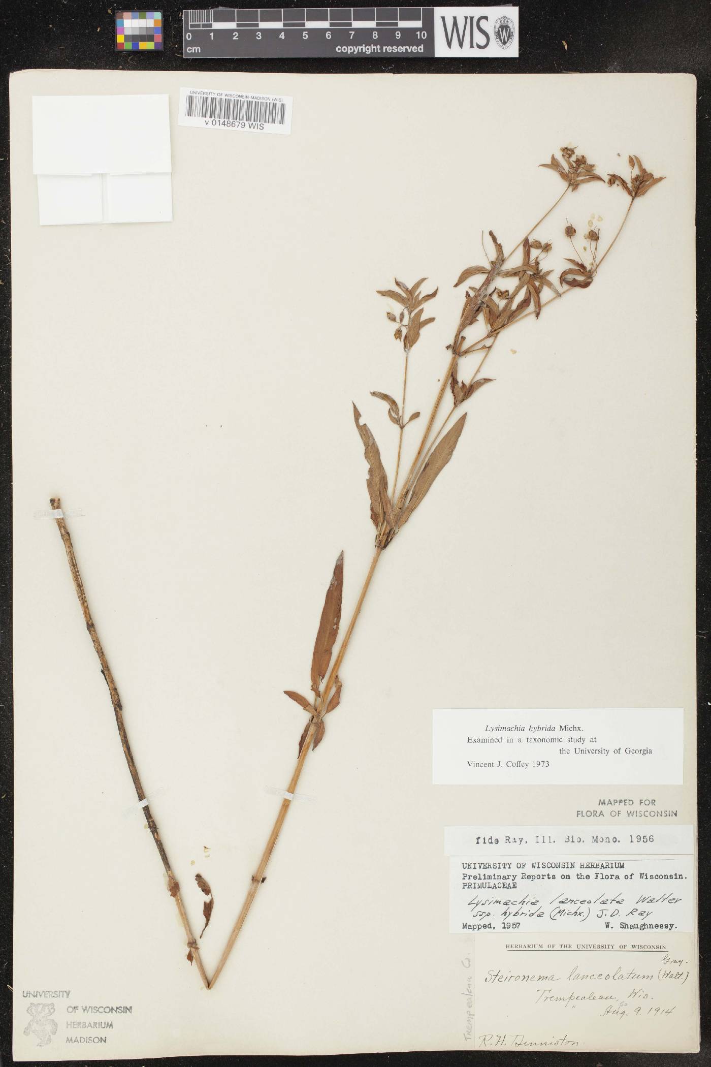 Lysimachia hybrida image
