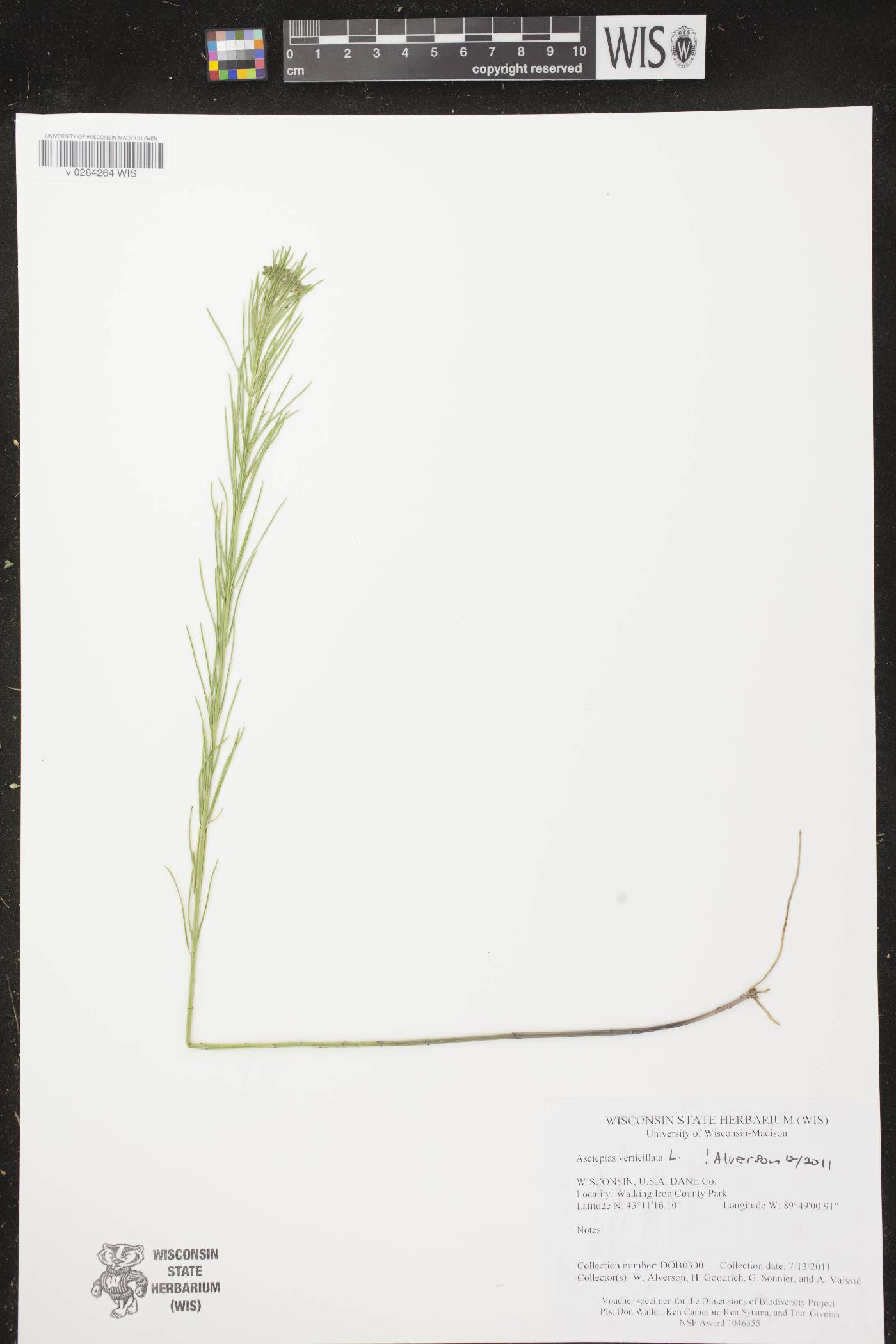 Asclepias verticillata image