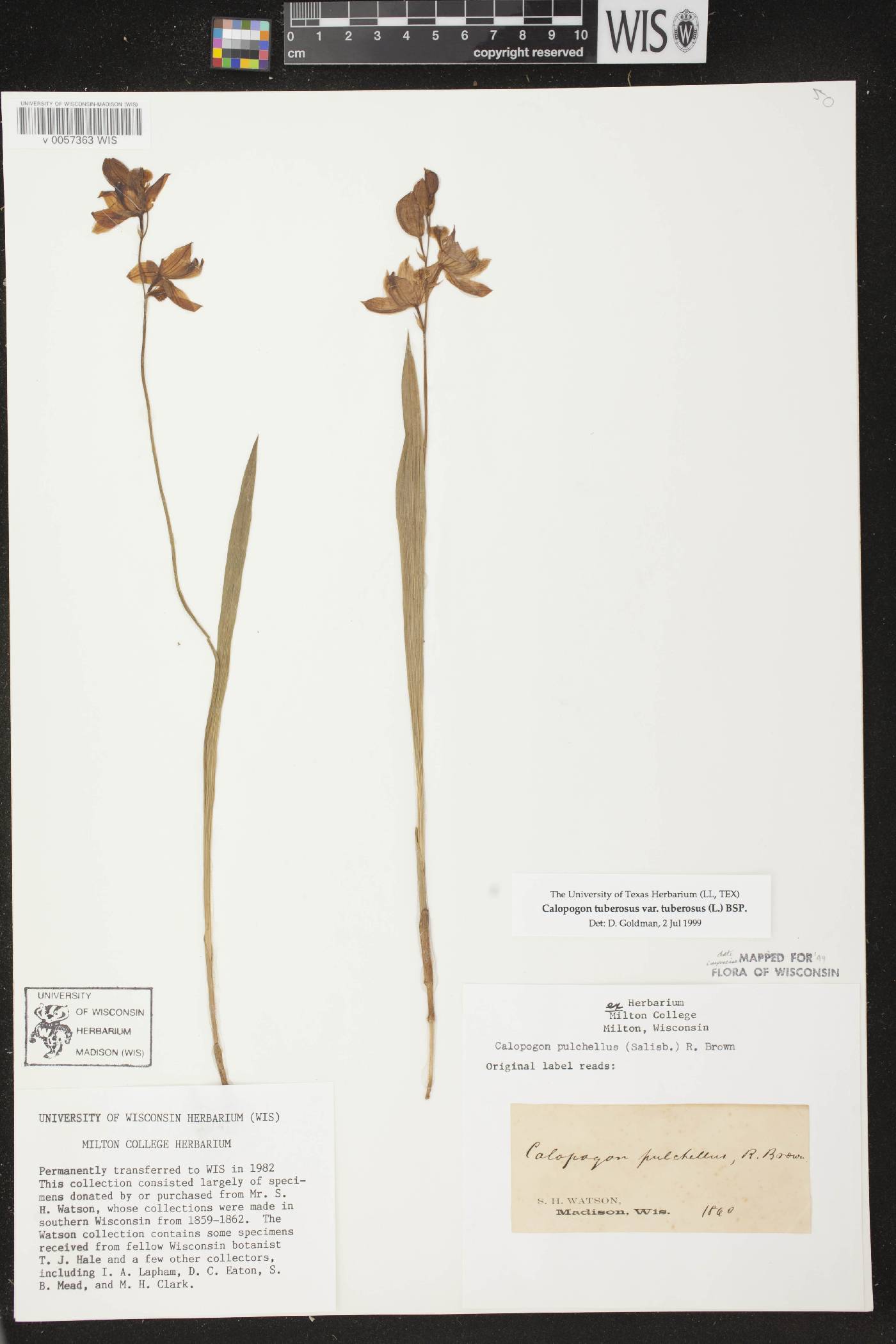 Calopogon tuberosus var. tuberosus image