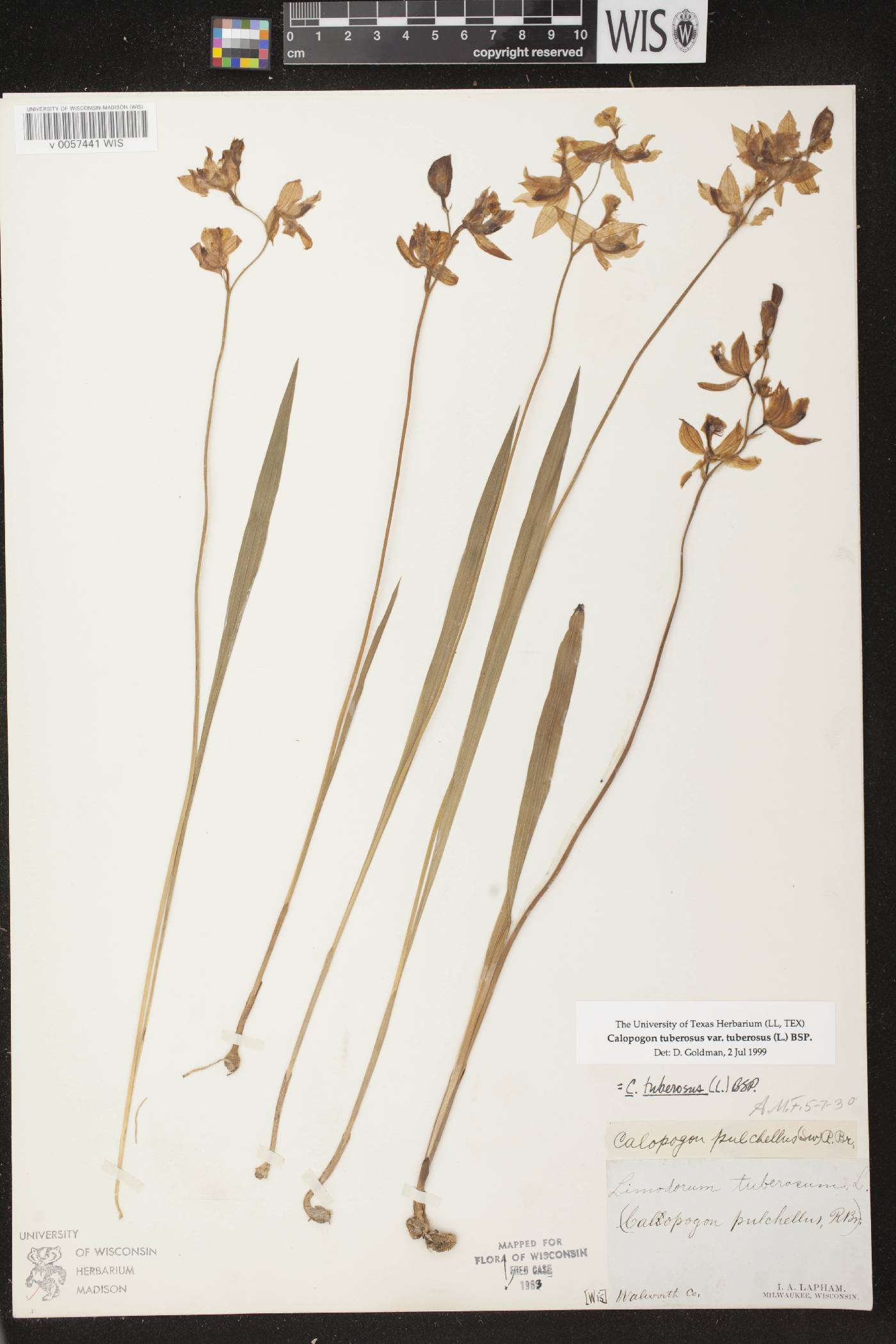 Calopogon tuberosus var. tuberosus image