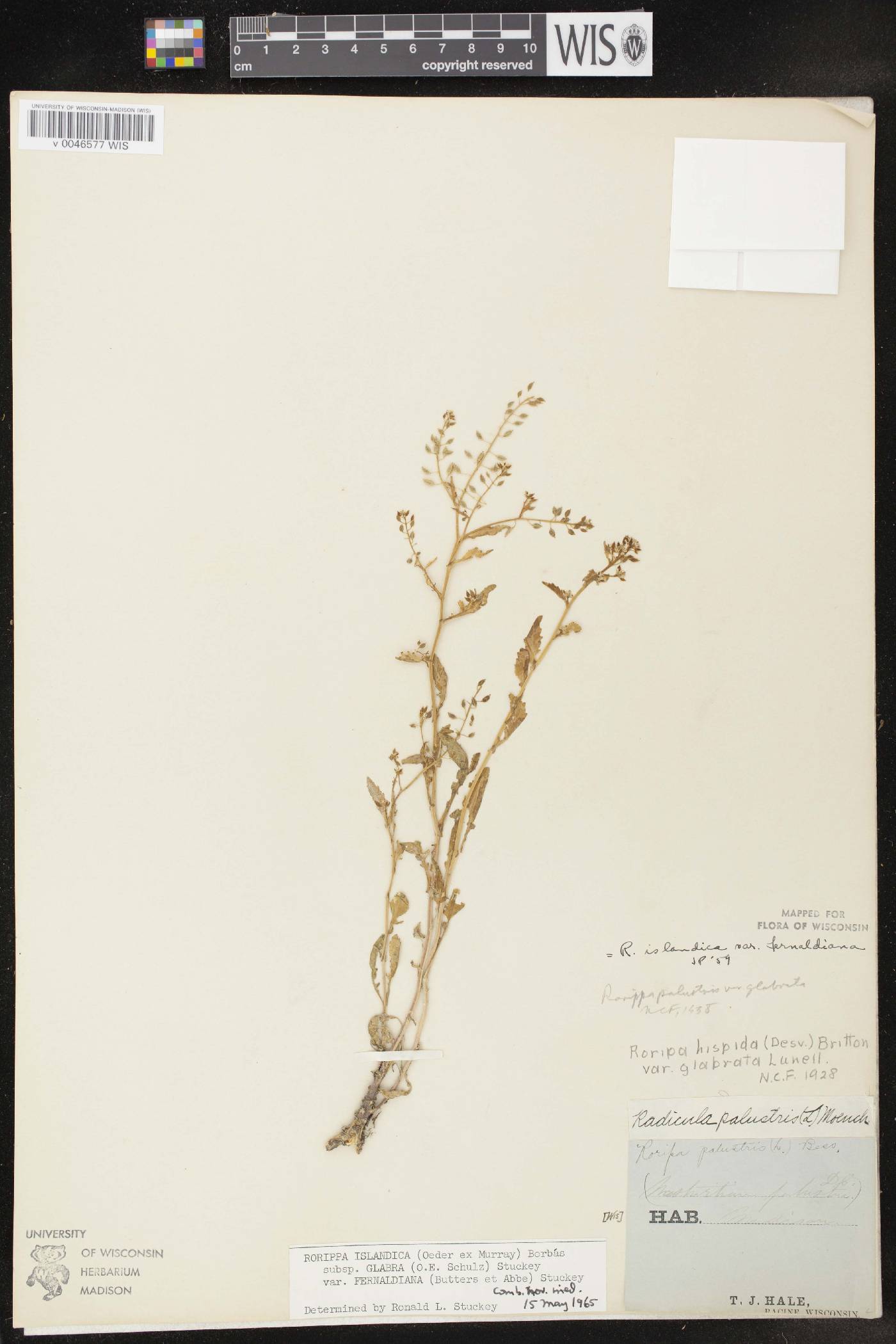 Rorippa palustris image