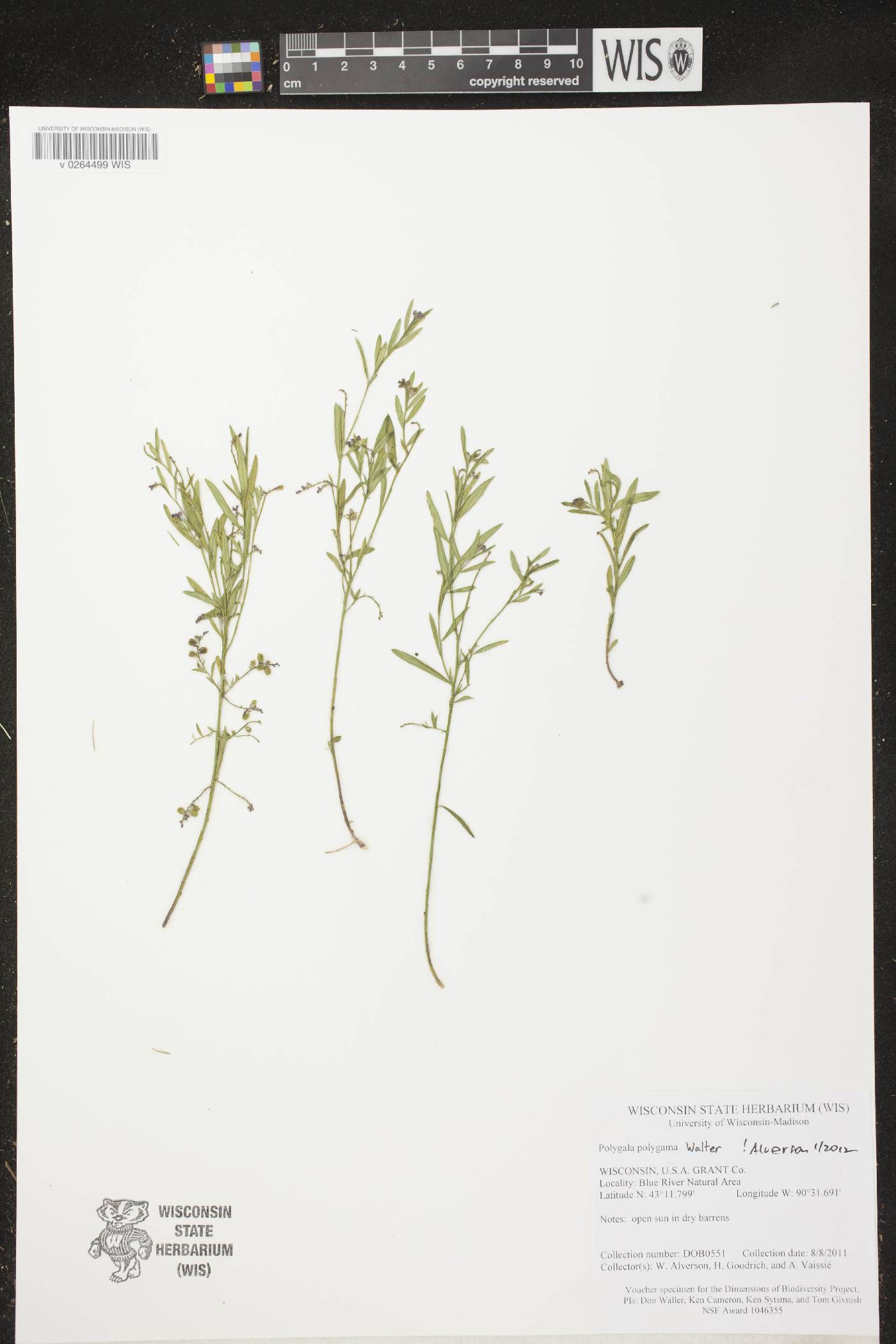 Polygala polygama image