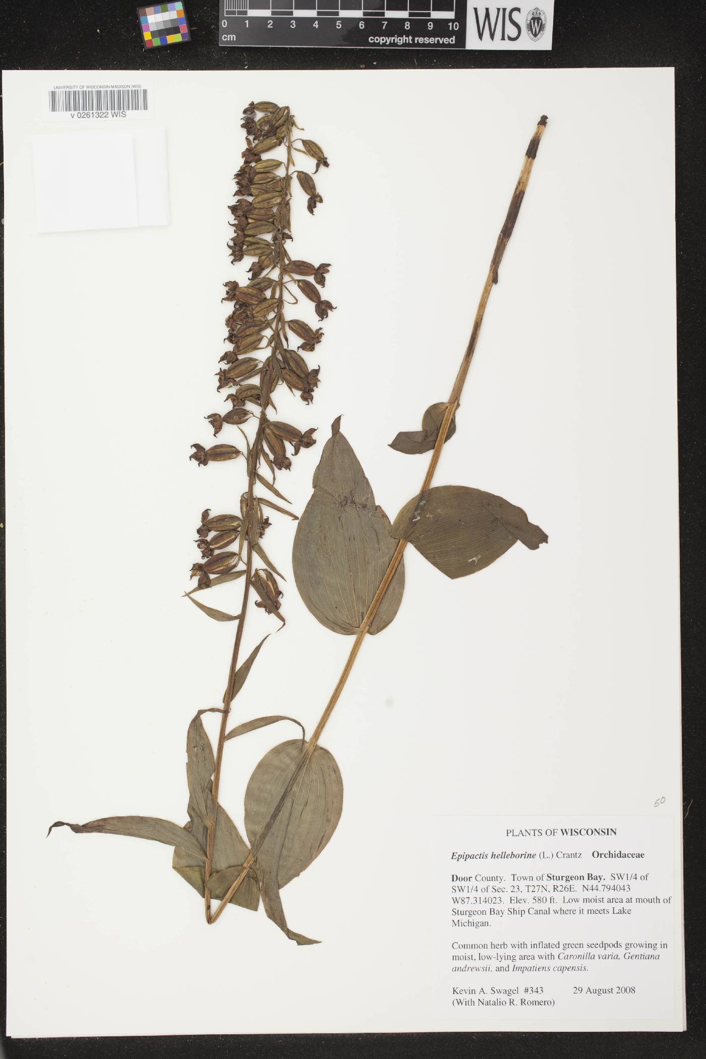 Epipactis helleborine image