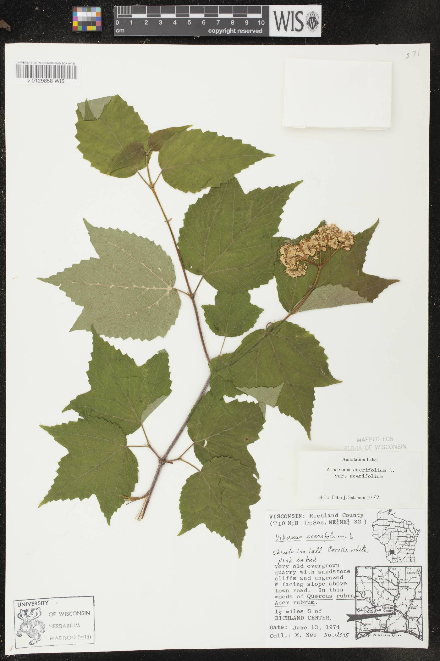 Viburnum acerifolium image