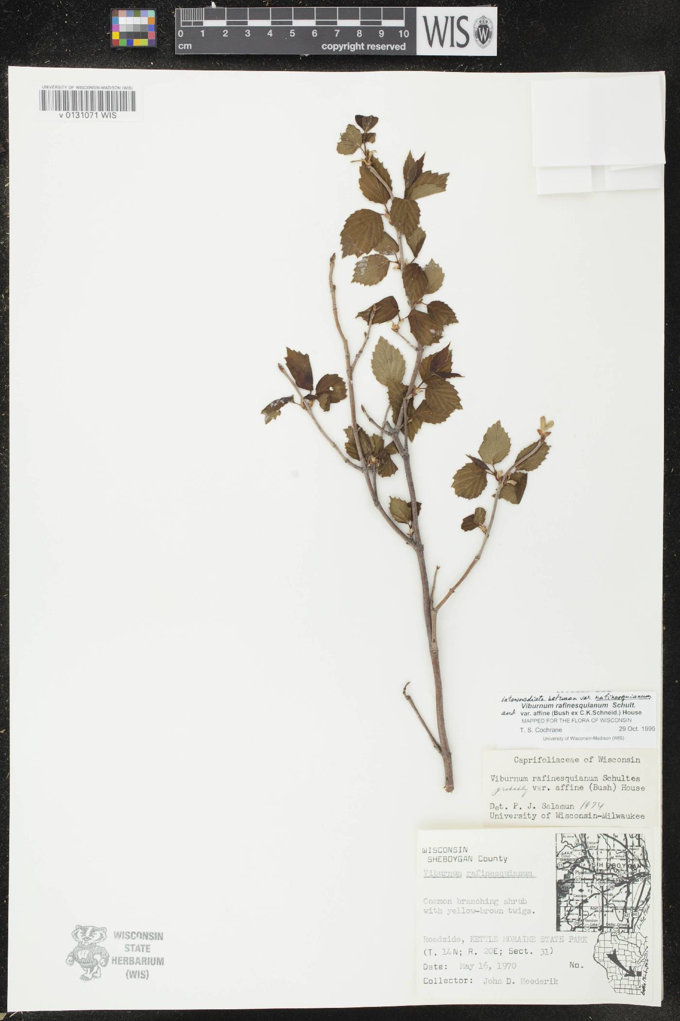 Viburnum rafinesquianum image