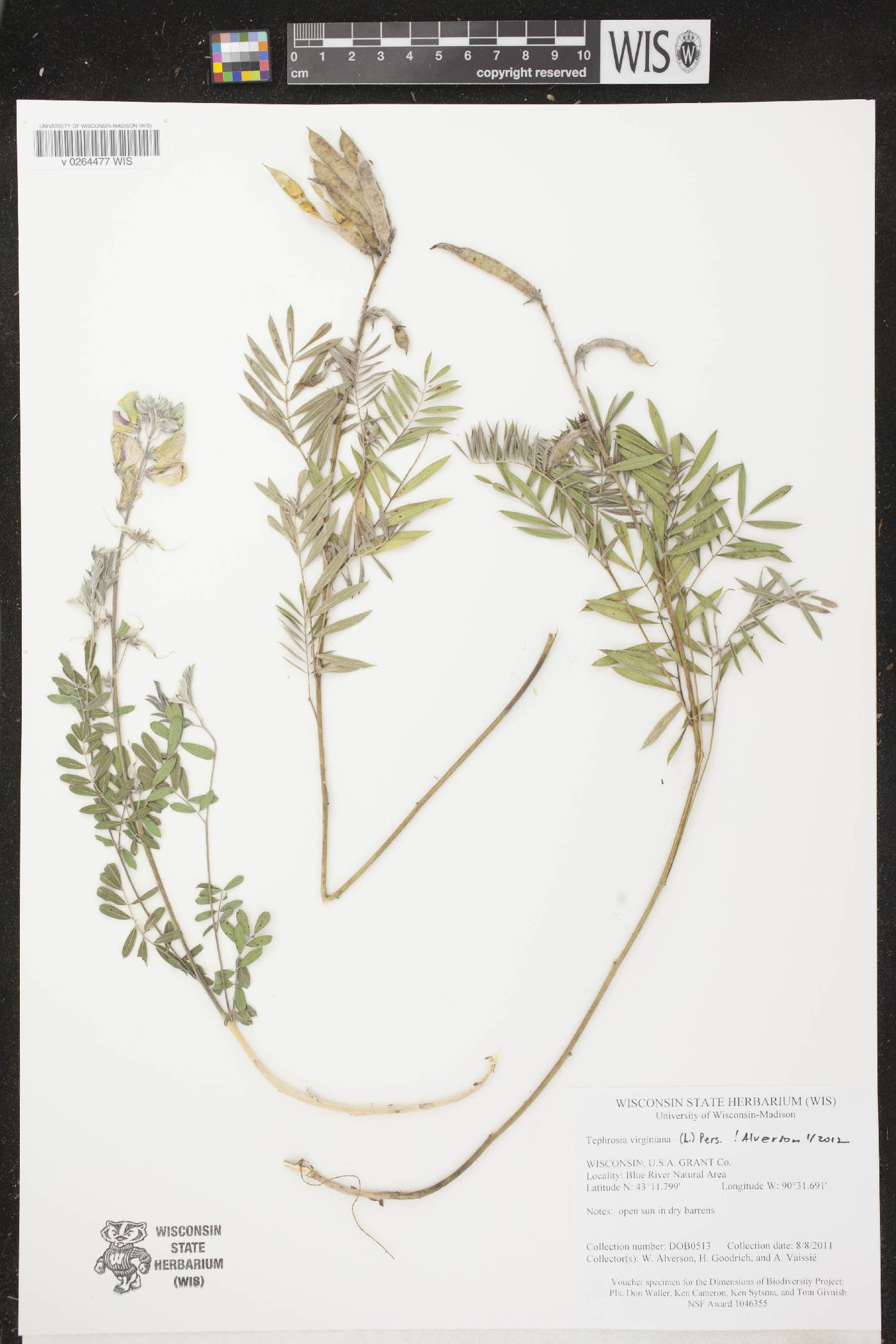 Tephrosia virginiana image