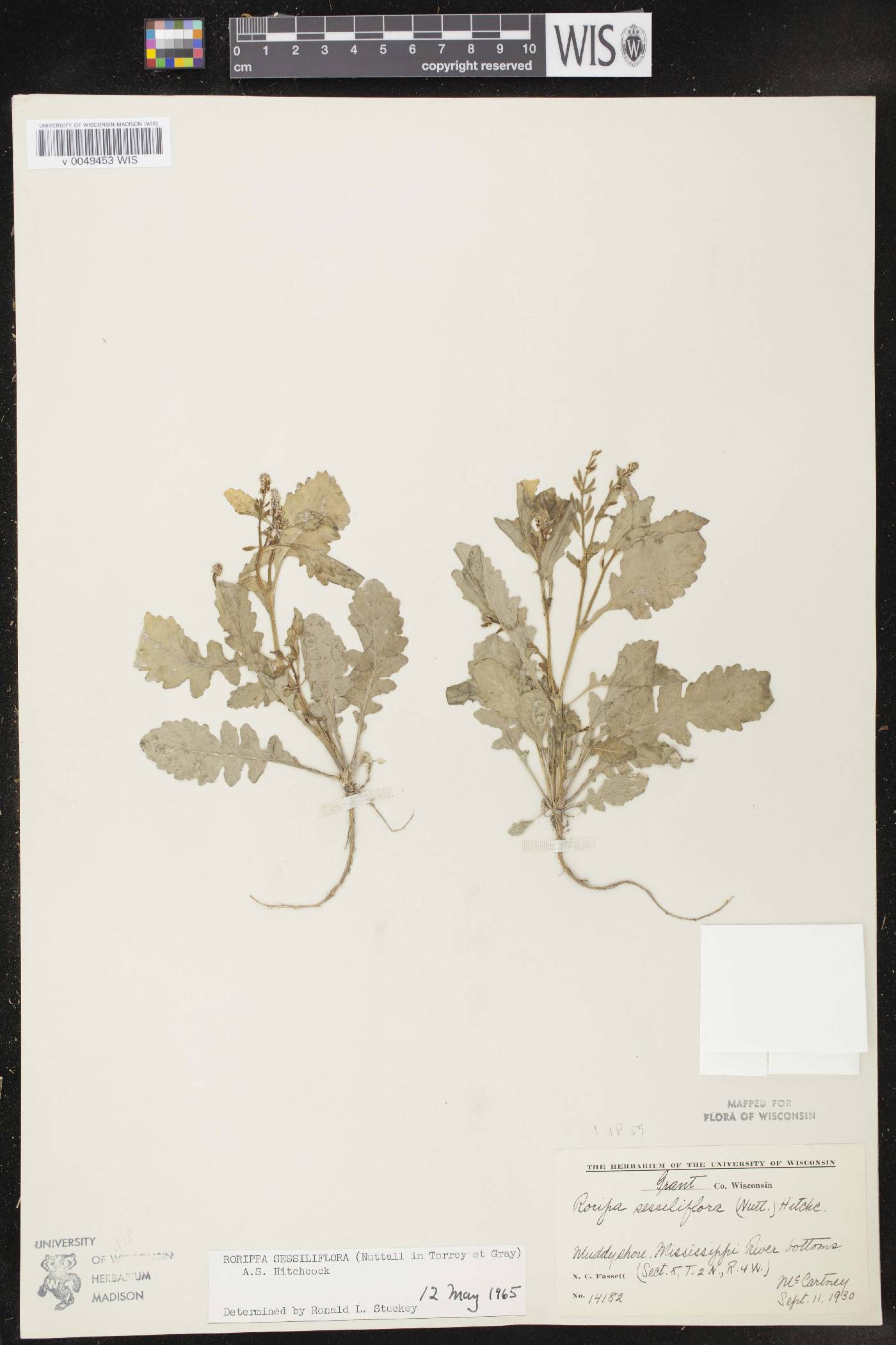 Rorippa sessiliflora image
