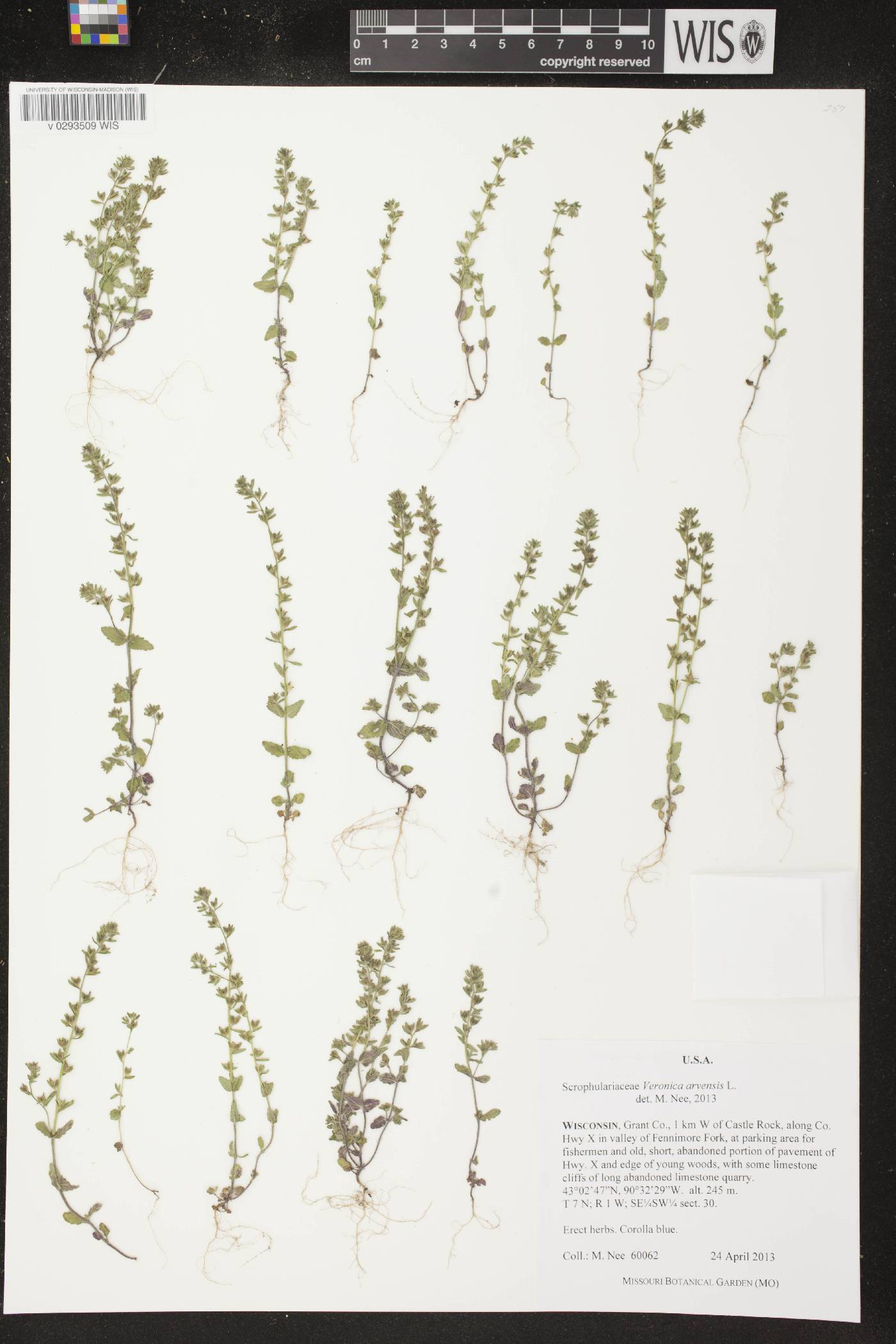 Veronica arvensis image