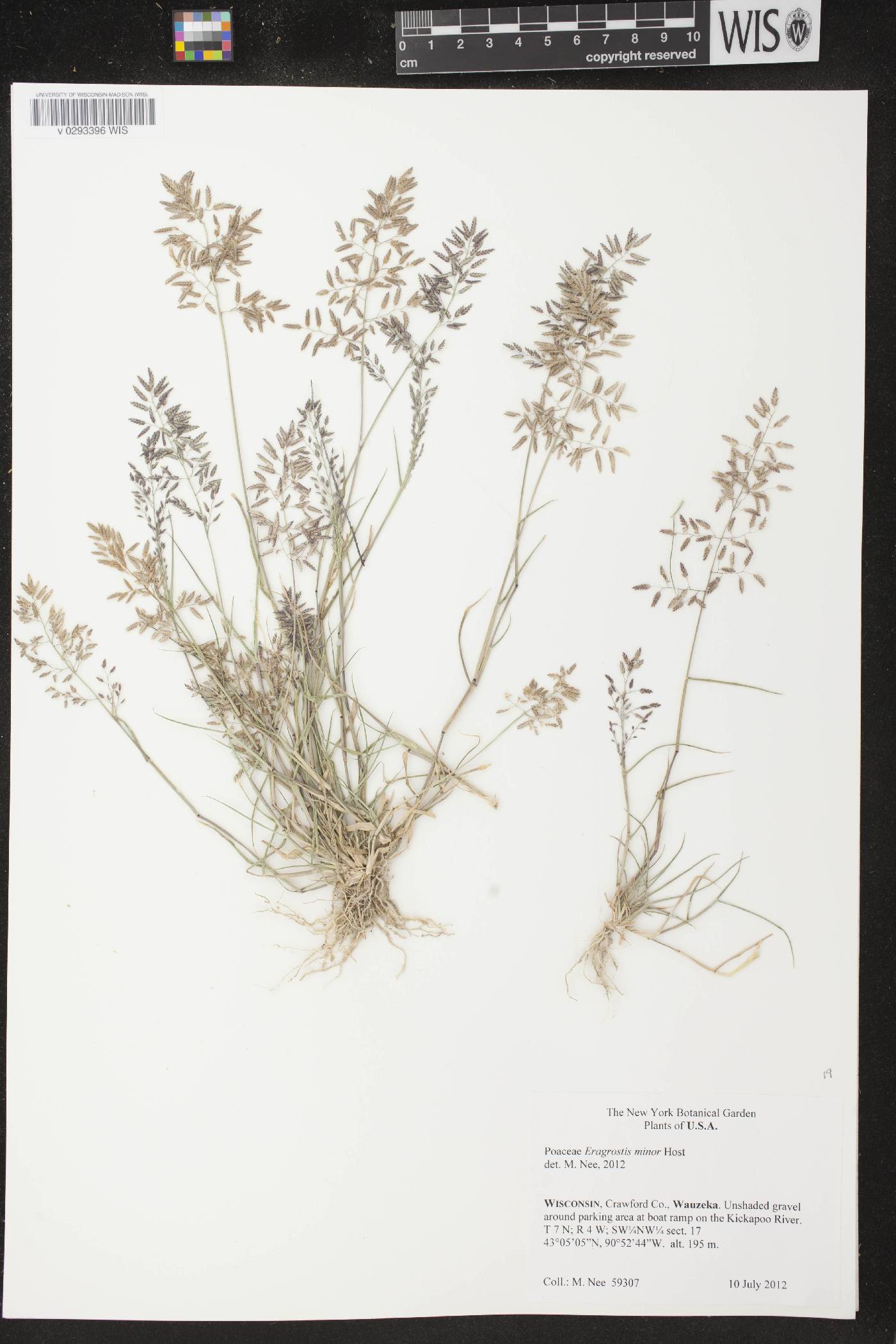 Eragrostis minor image
