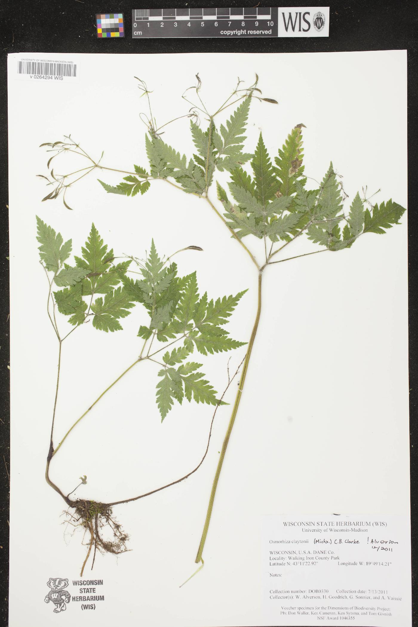 Osmorhiza claytonii image