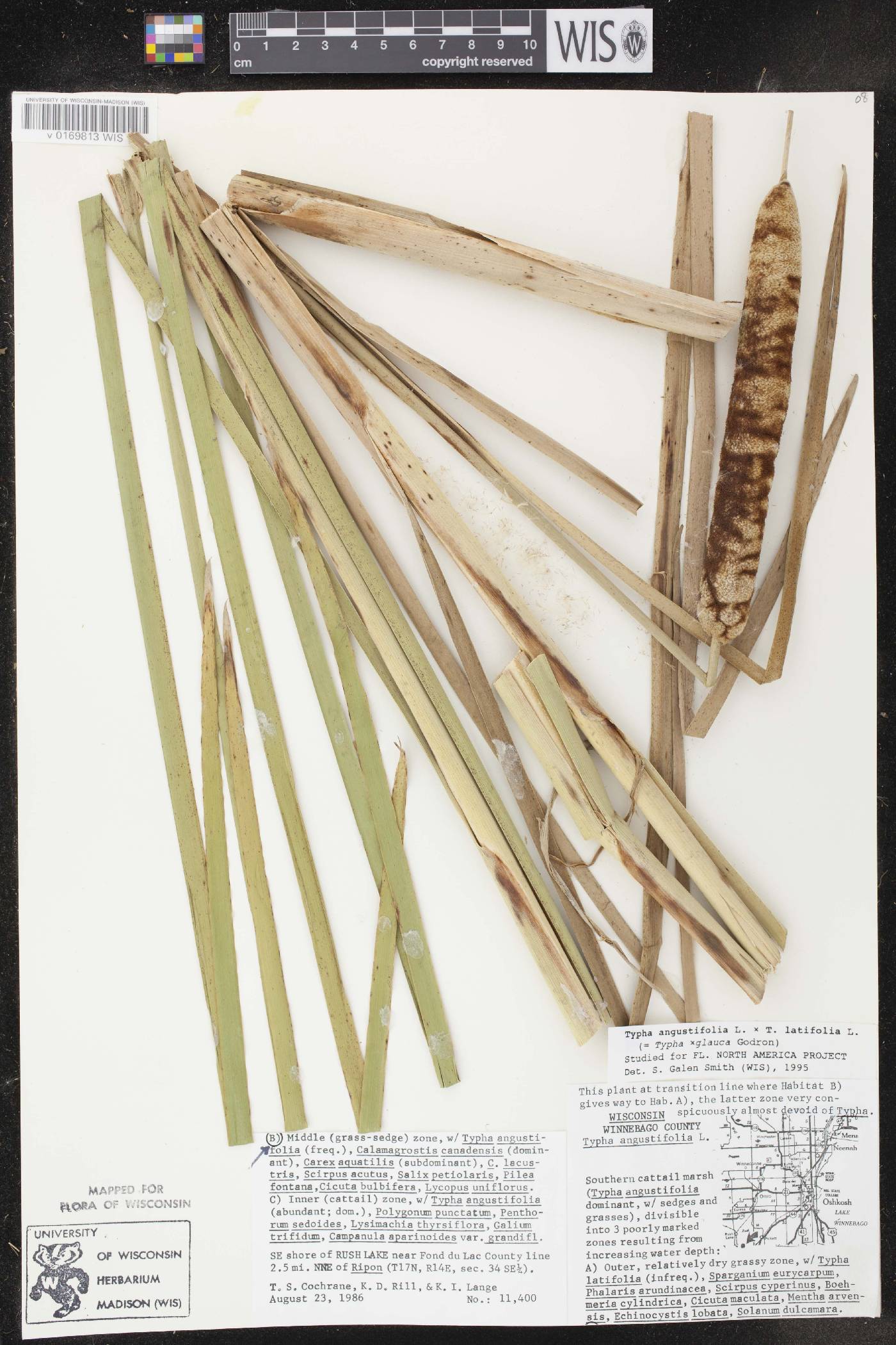 Typha X glauca image