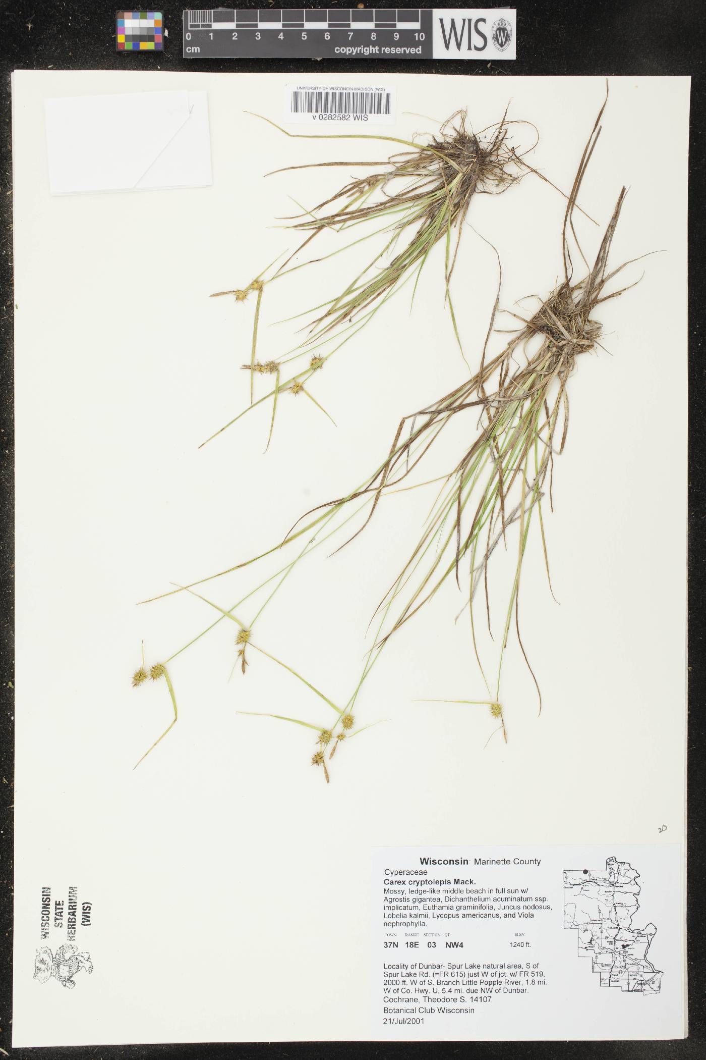 Carex cryptolepis image
