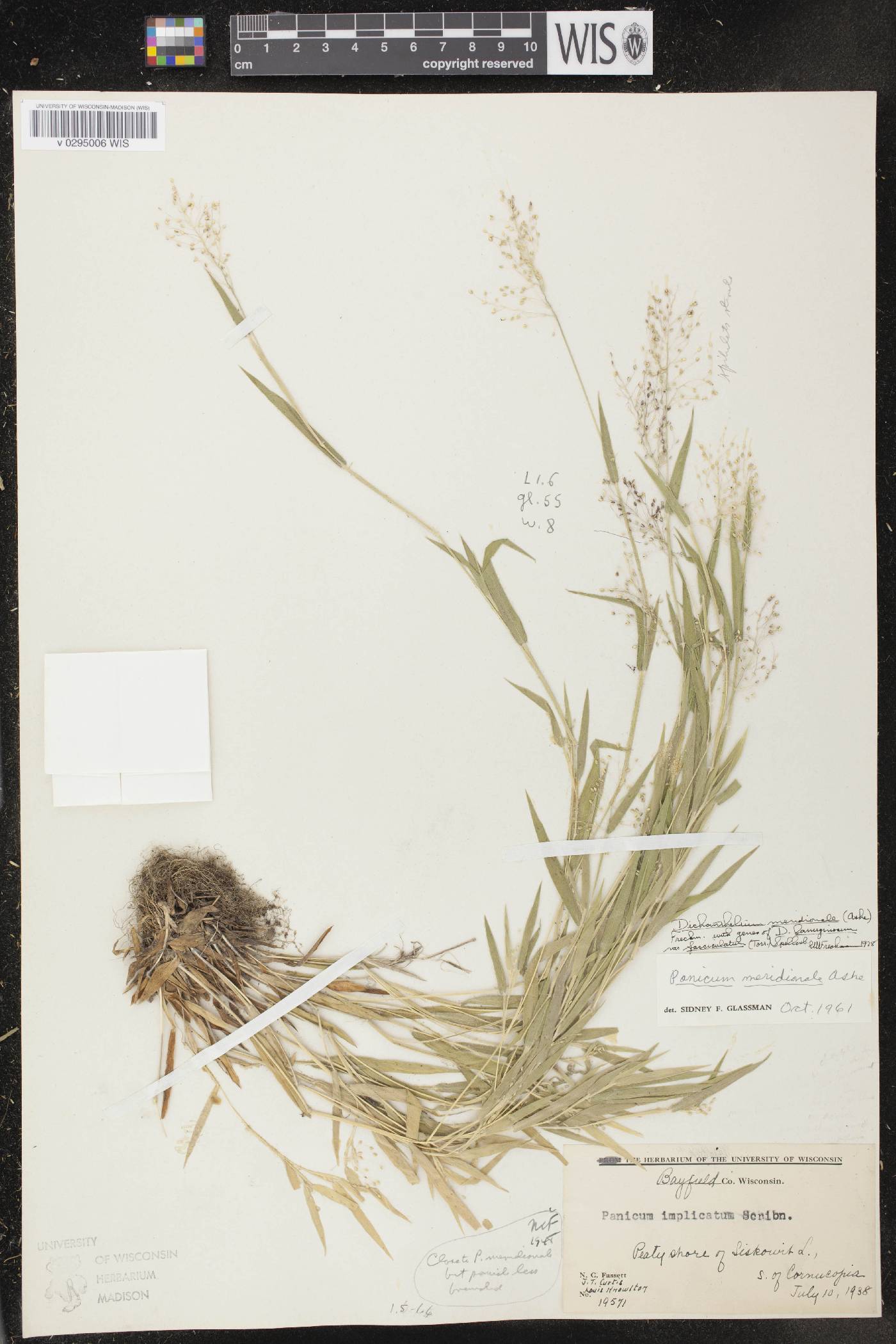 Dichanthelium meridionale image