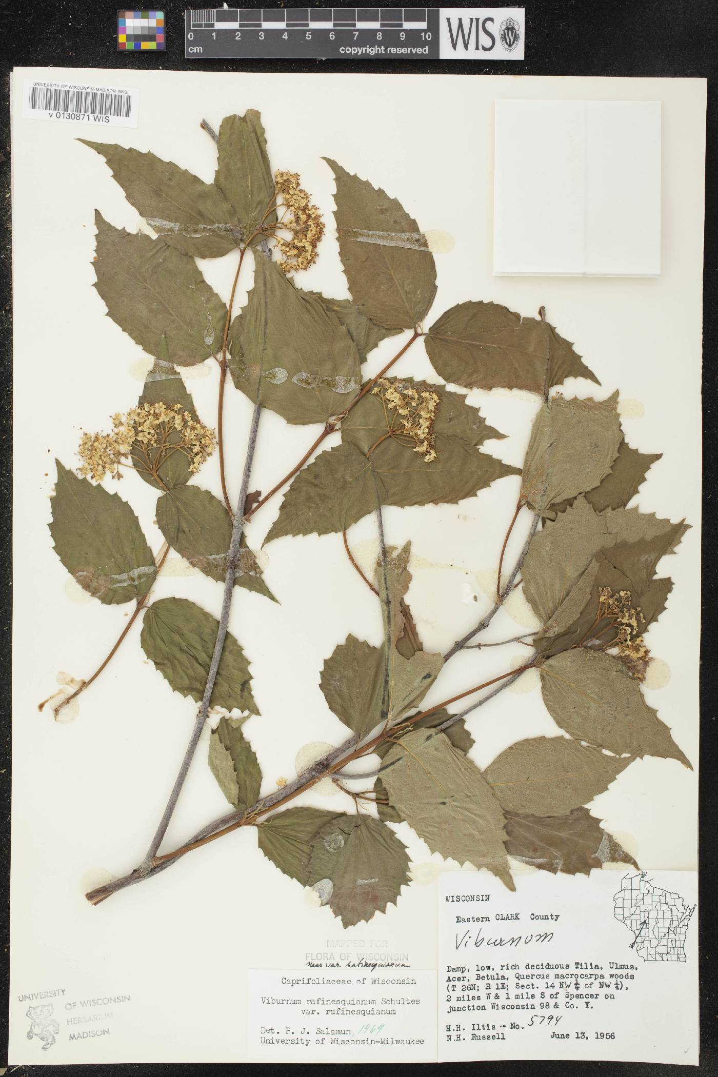 Viburnum rafinesquianum var. rafinesquianum image