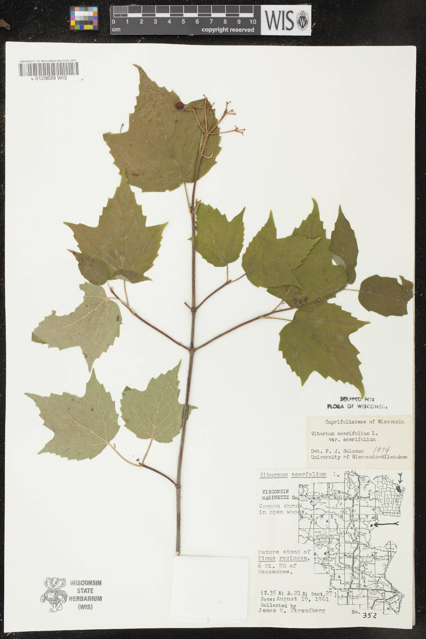Viburnum acerifolium image