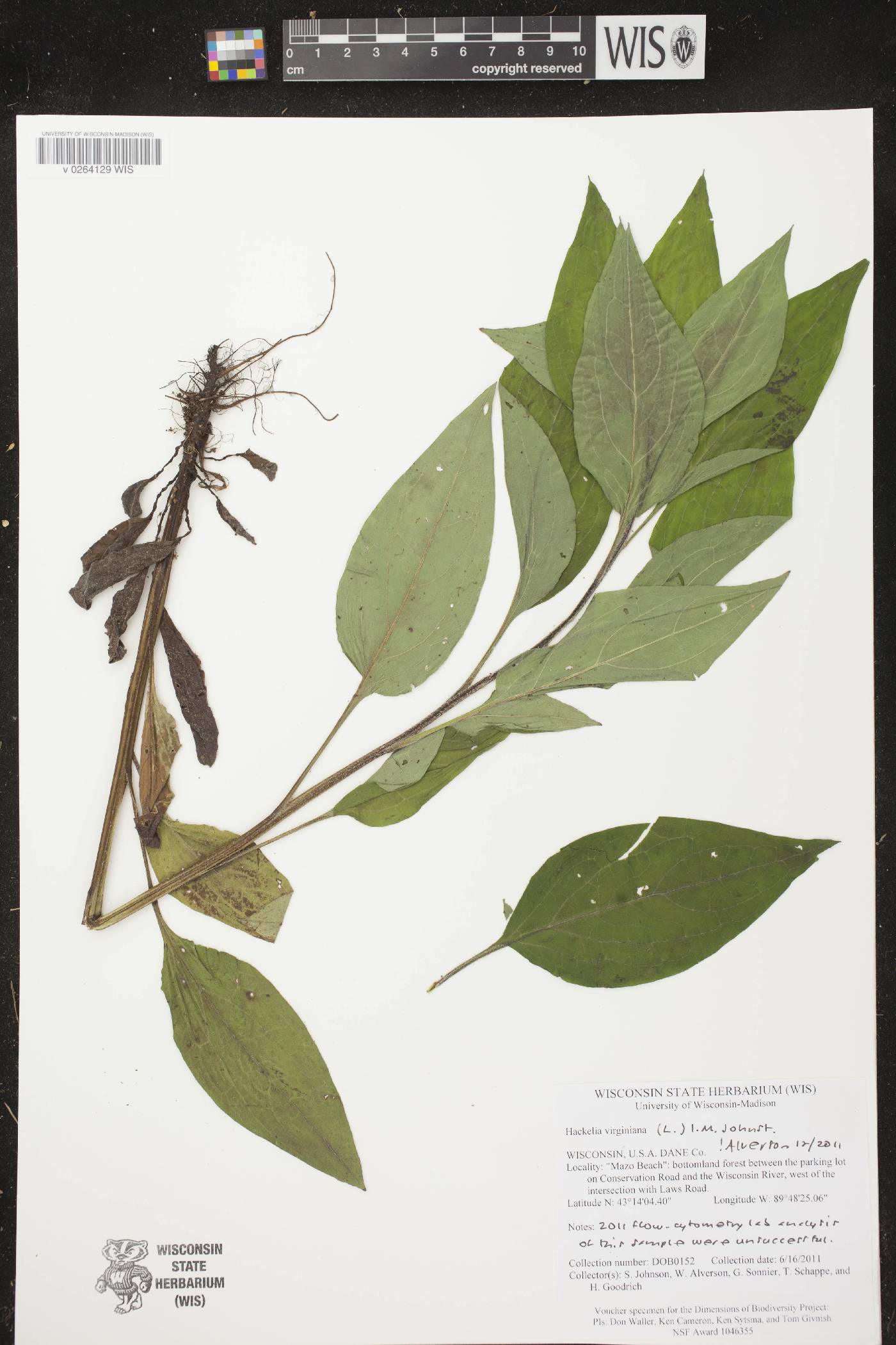 Hackelia virginiana image