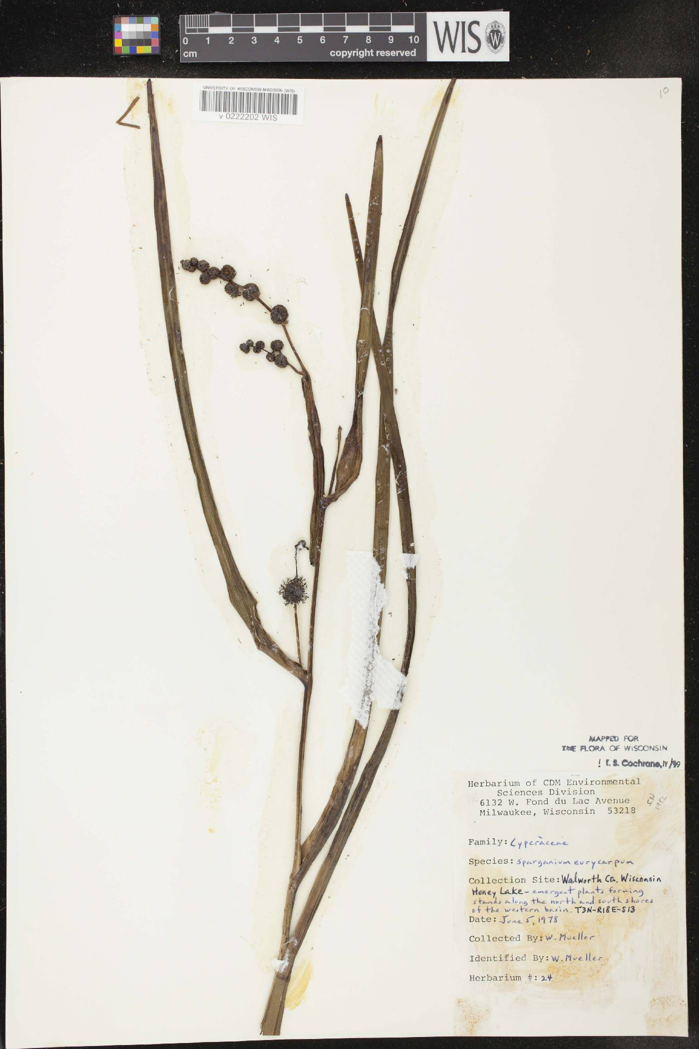 Sparganium eurycarpum image