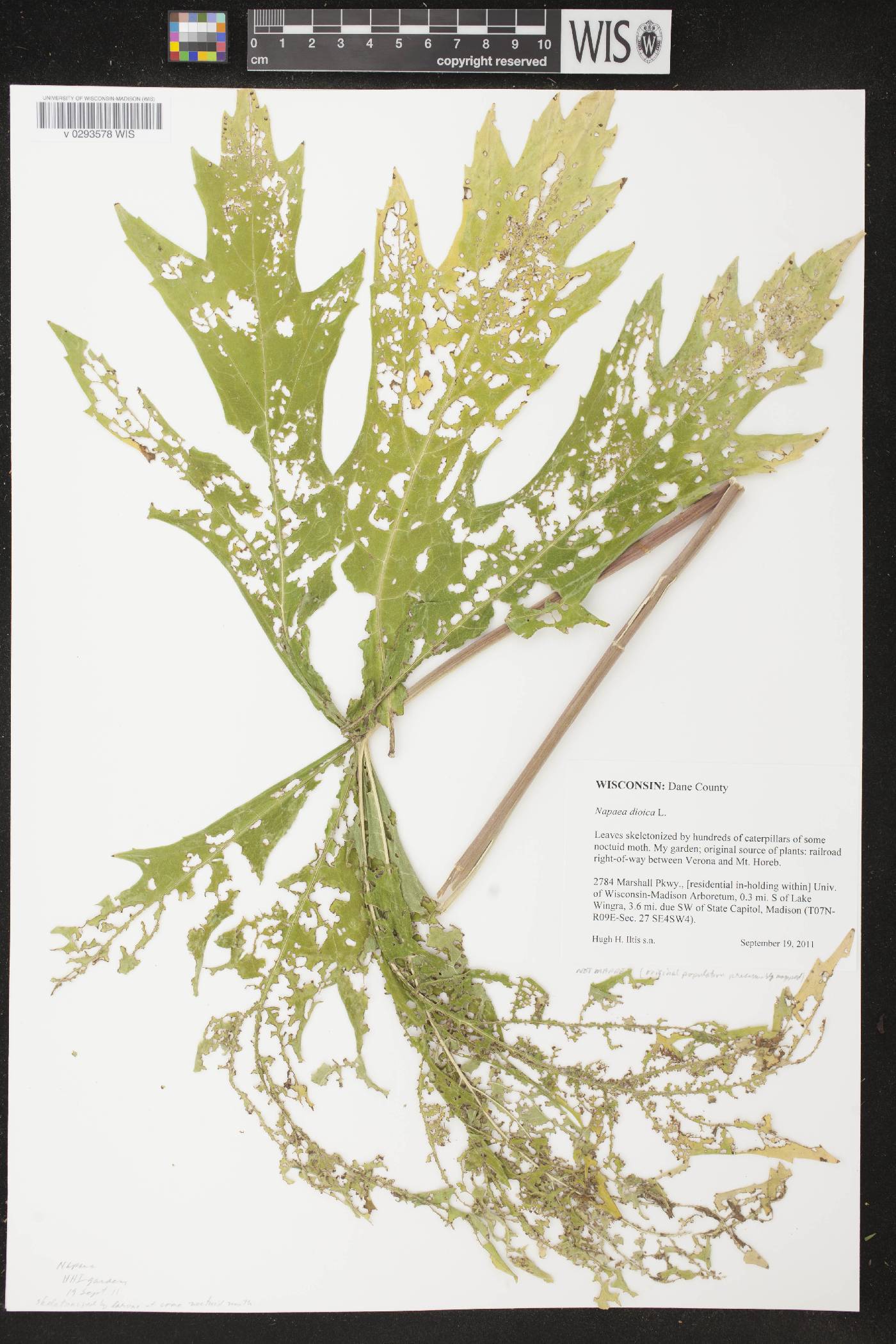 Napaea dioica image