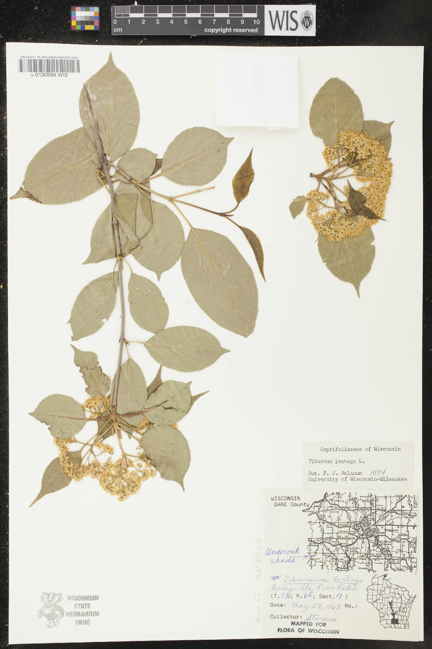 Viburnum lentago image