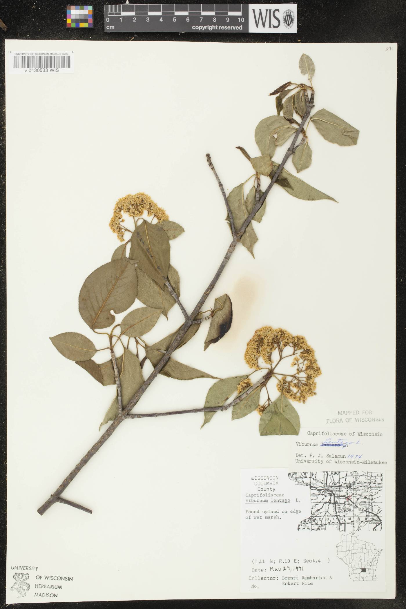 Viburnum lentago image