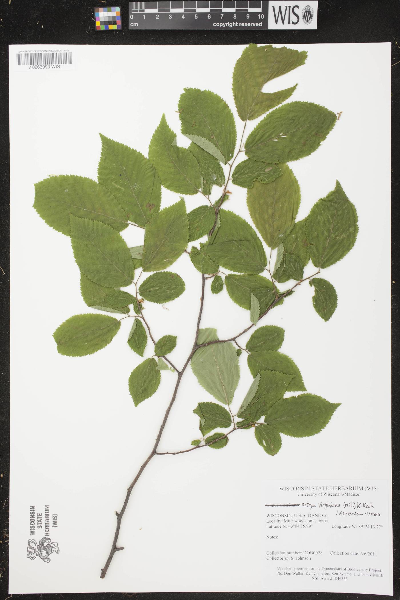 Ostrya virginiana image