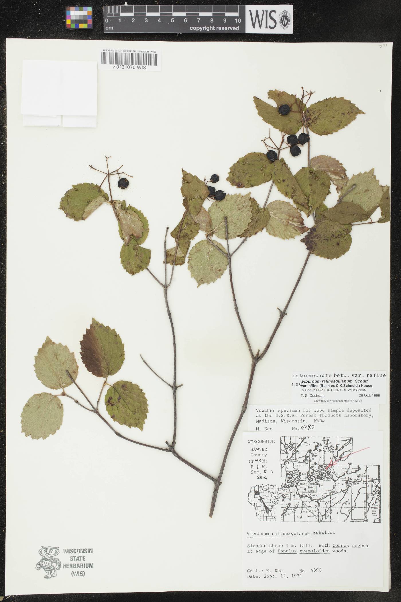 Viburnum rafinesquianum image