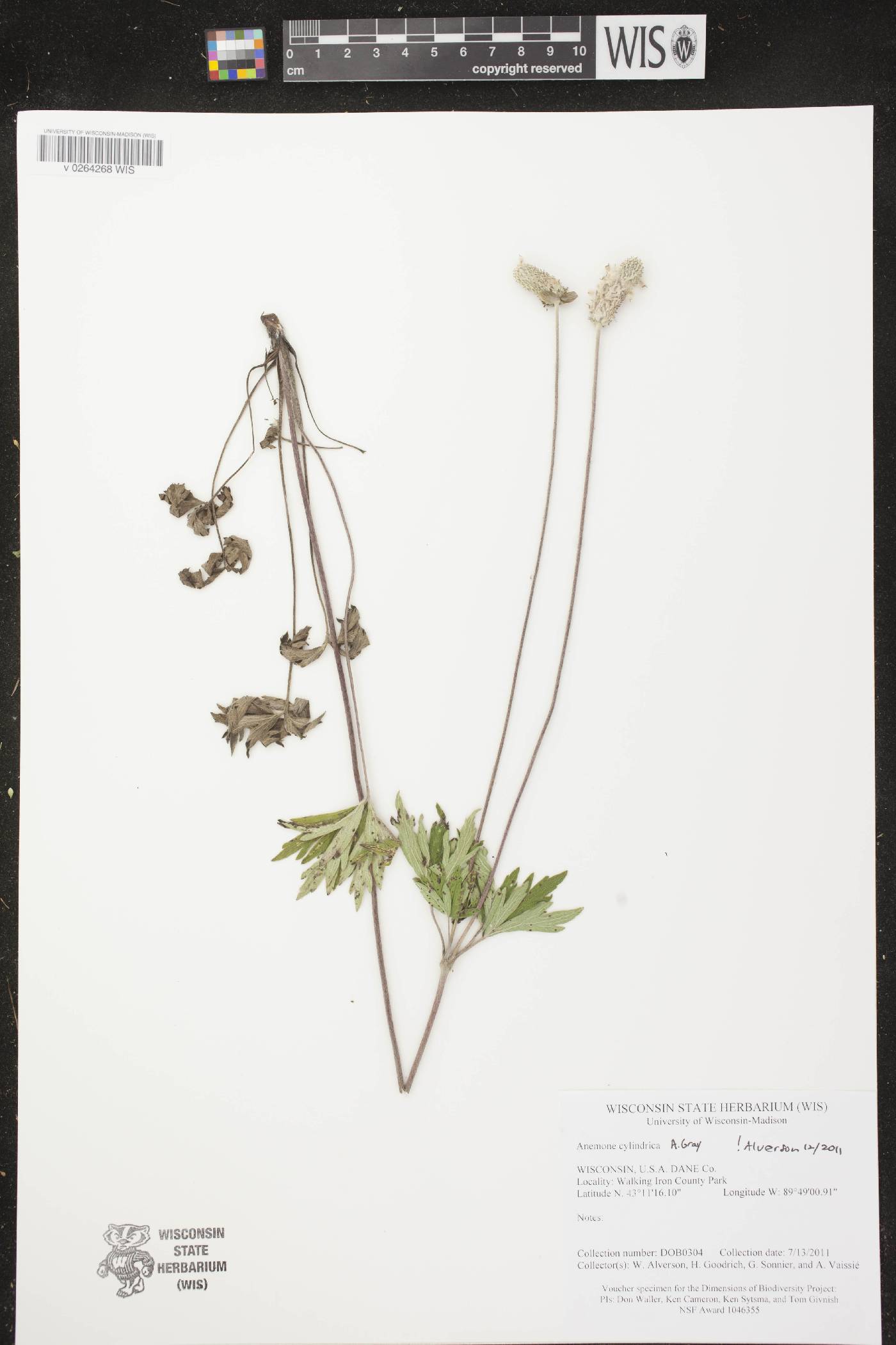 Anemone cylindrica image