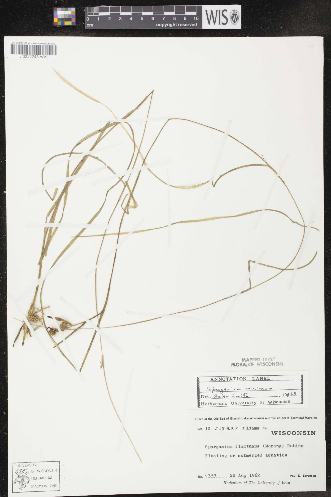 Sparganium natans image