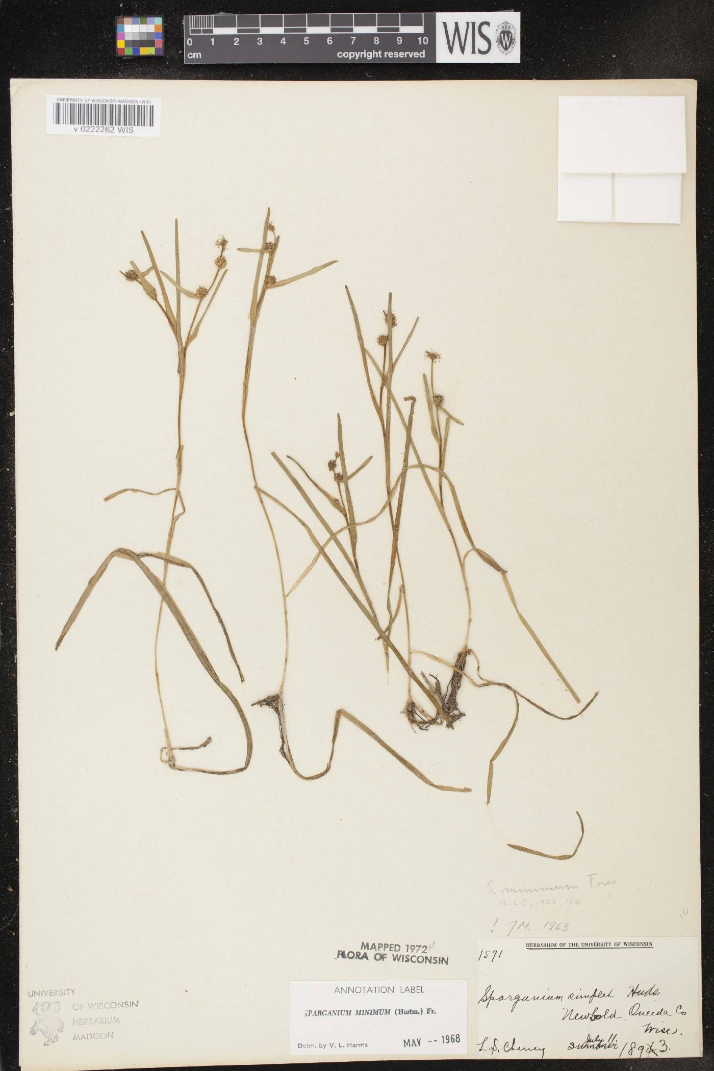 Sparganium natans image